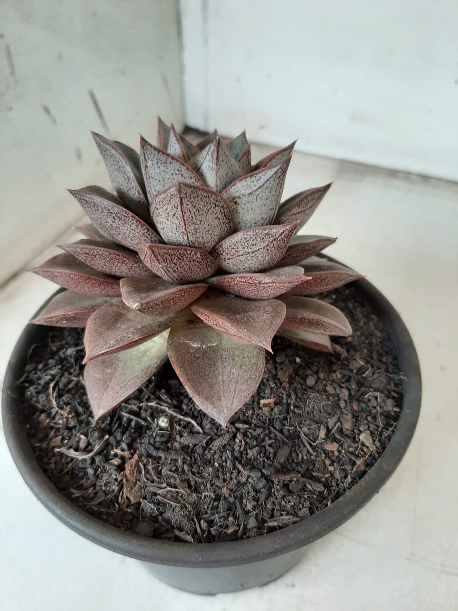 ECHEVERIA "PURPUSORUM"  Nº 25 - vaso 15