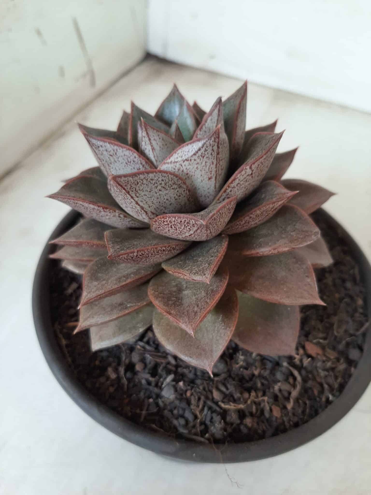 ECHEVERIA "PURPUSORUM"  Nº 25 - vaso 15