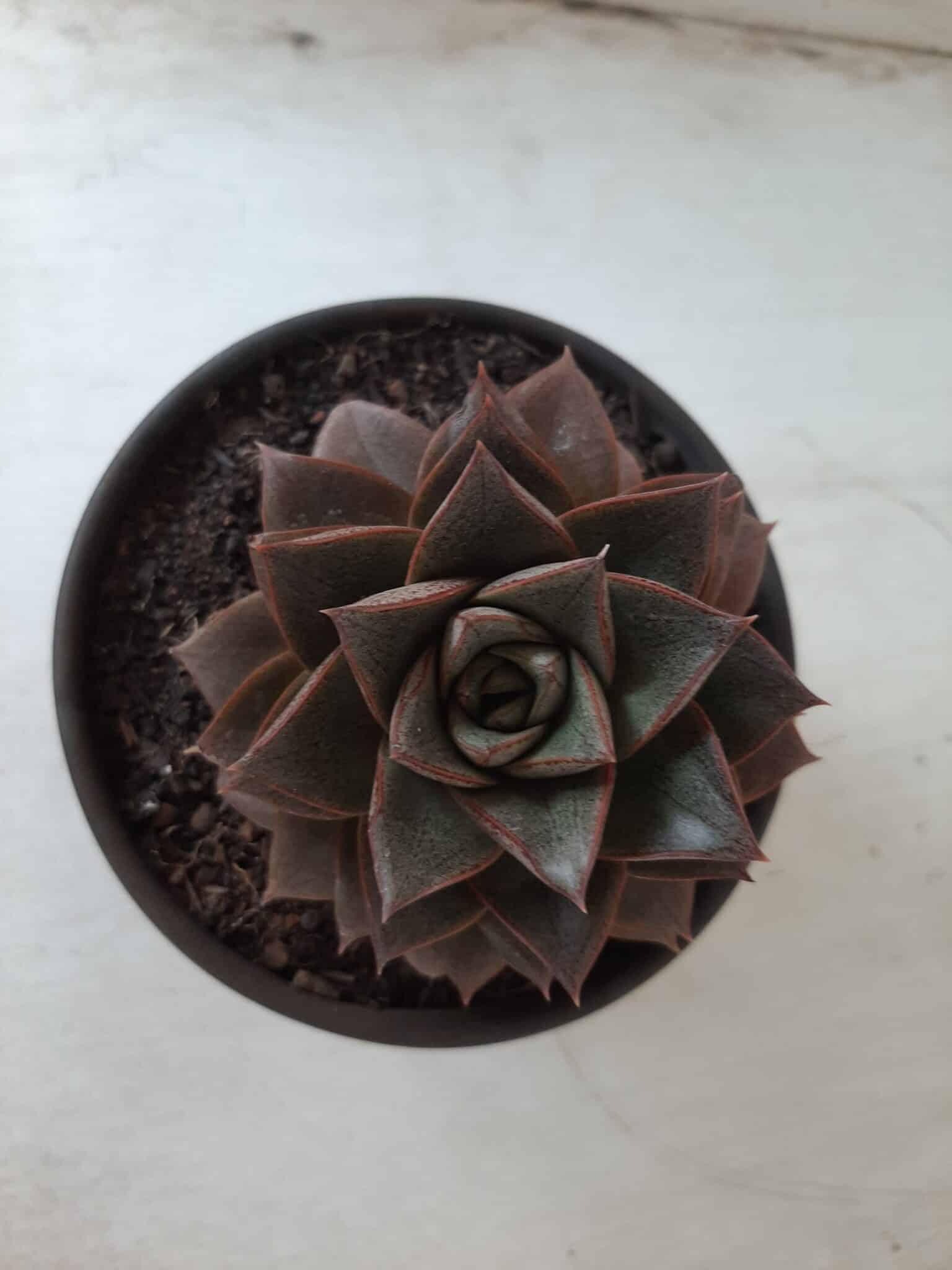 ECHEVERIA "PURPUSORUM"  Nº 25 - vaso 15