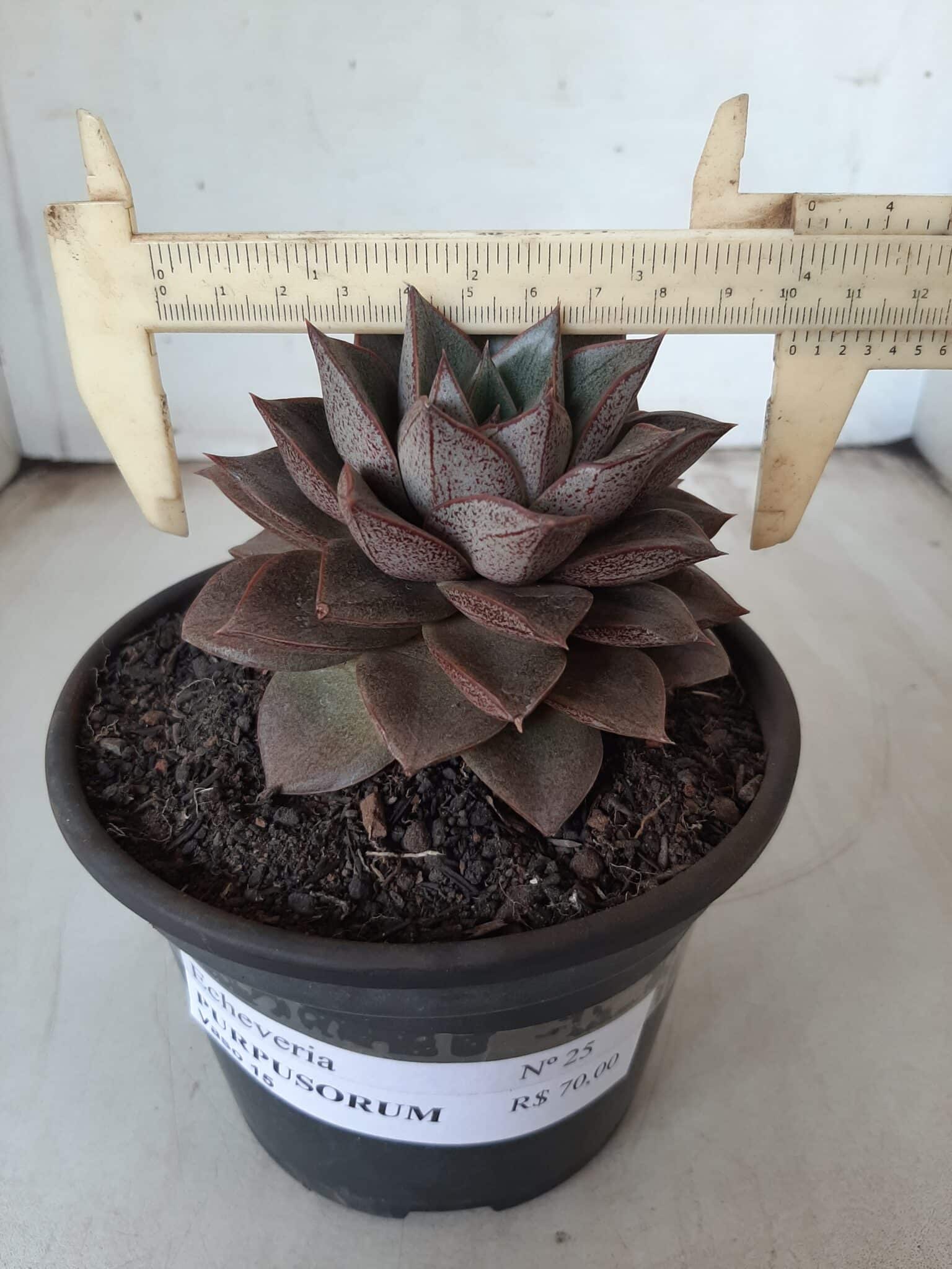 ECHEVERIA "PURPUSORUM"  Nº 25 - vaso 15