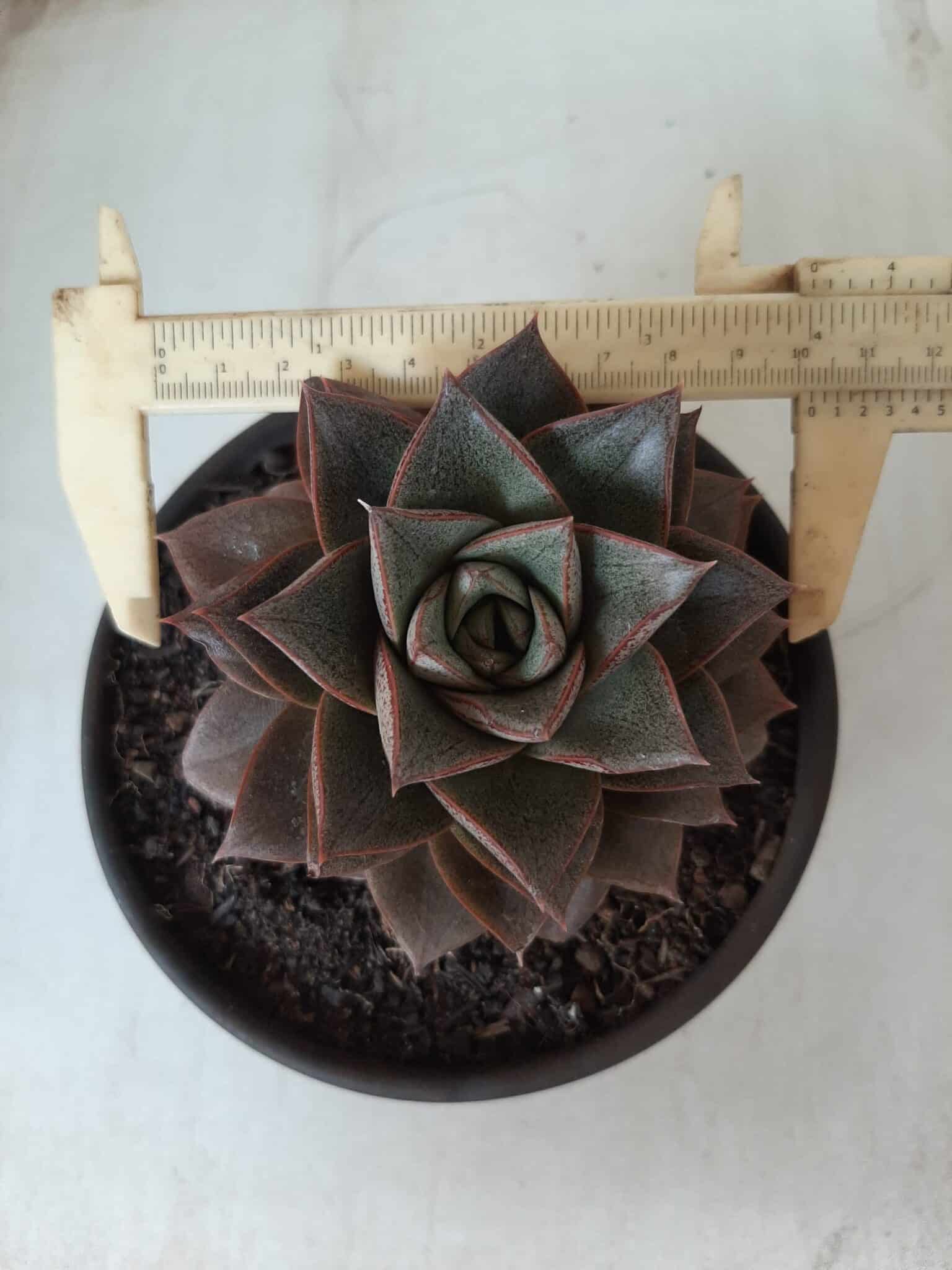 ECHEVERIA "PURPUSORUM"  Nº 25 - vaso 15