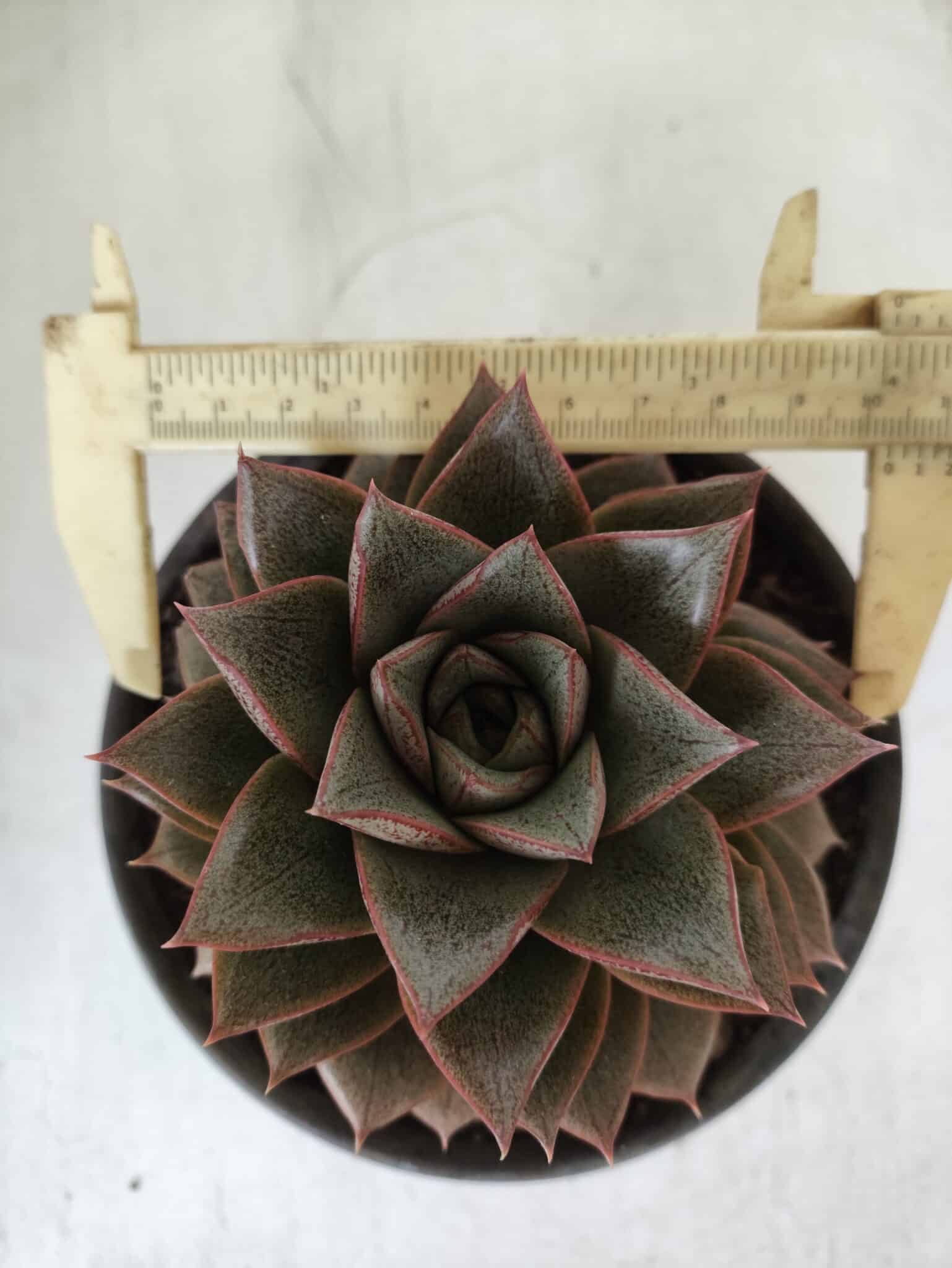 ECHEVERIA "PURPUSORUM"  Nº 26 - vaso 15