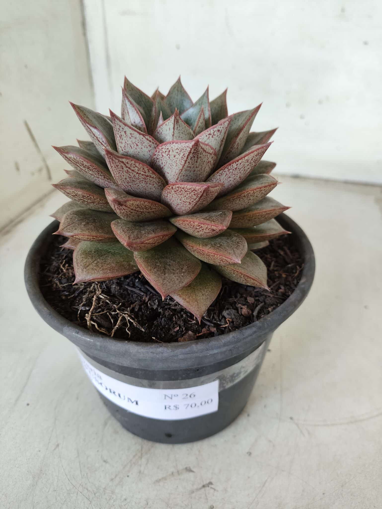 ECHEVERIA "PURPUSORUM"  Nº 26 - vaso 15