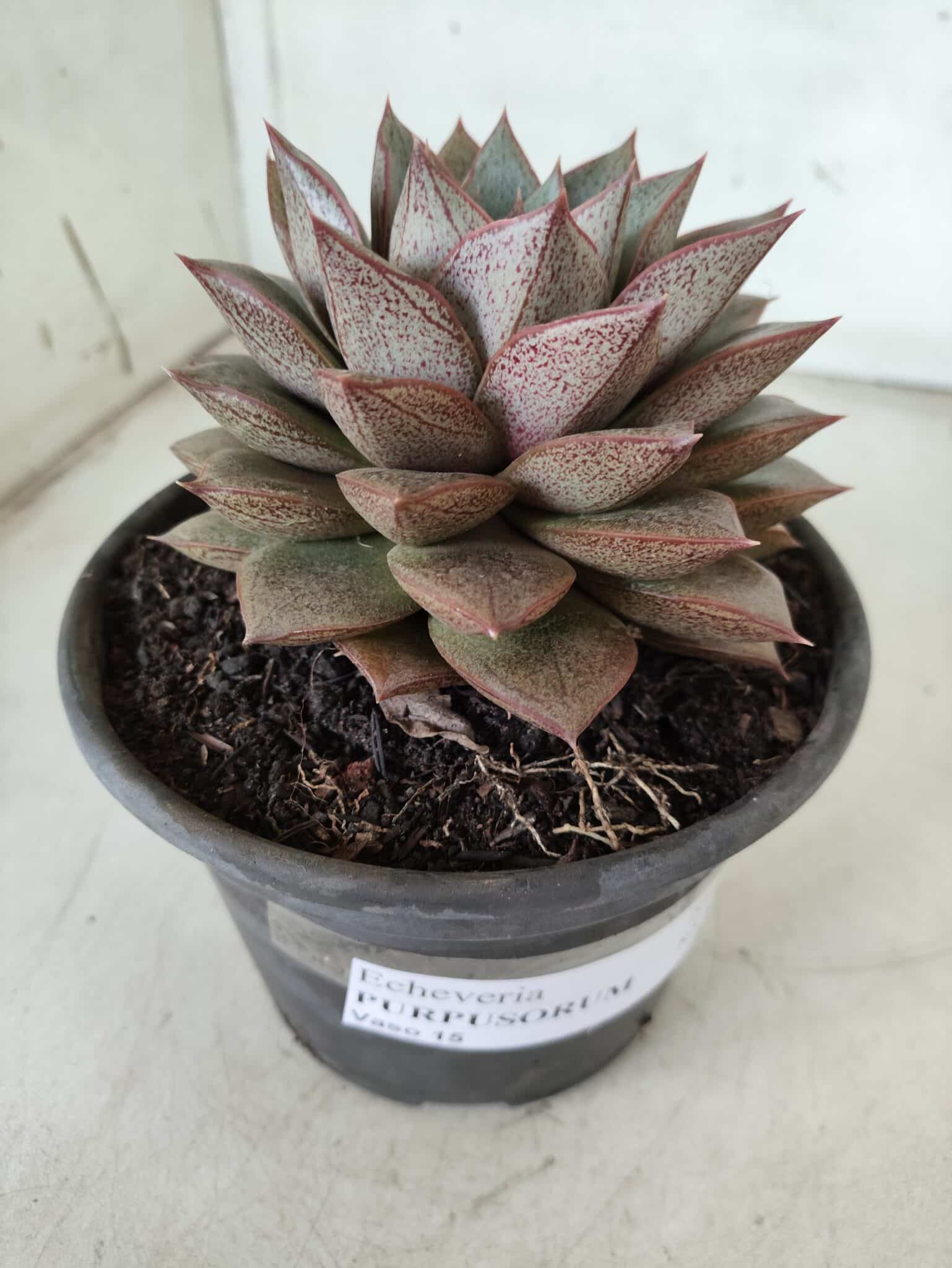 ECHEVERIA "PURPUSORUM"  Nº 26 - vaso 15