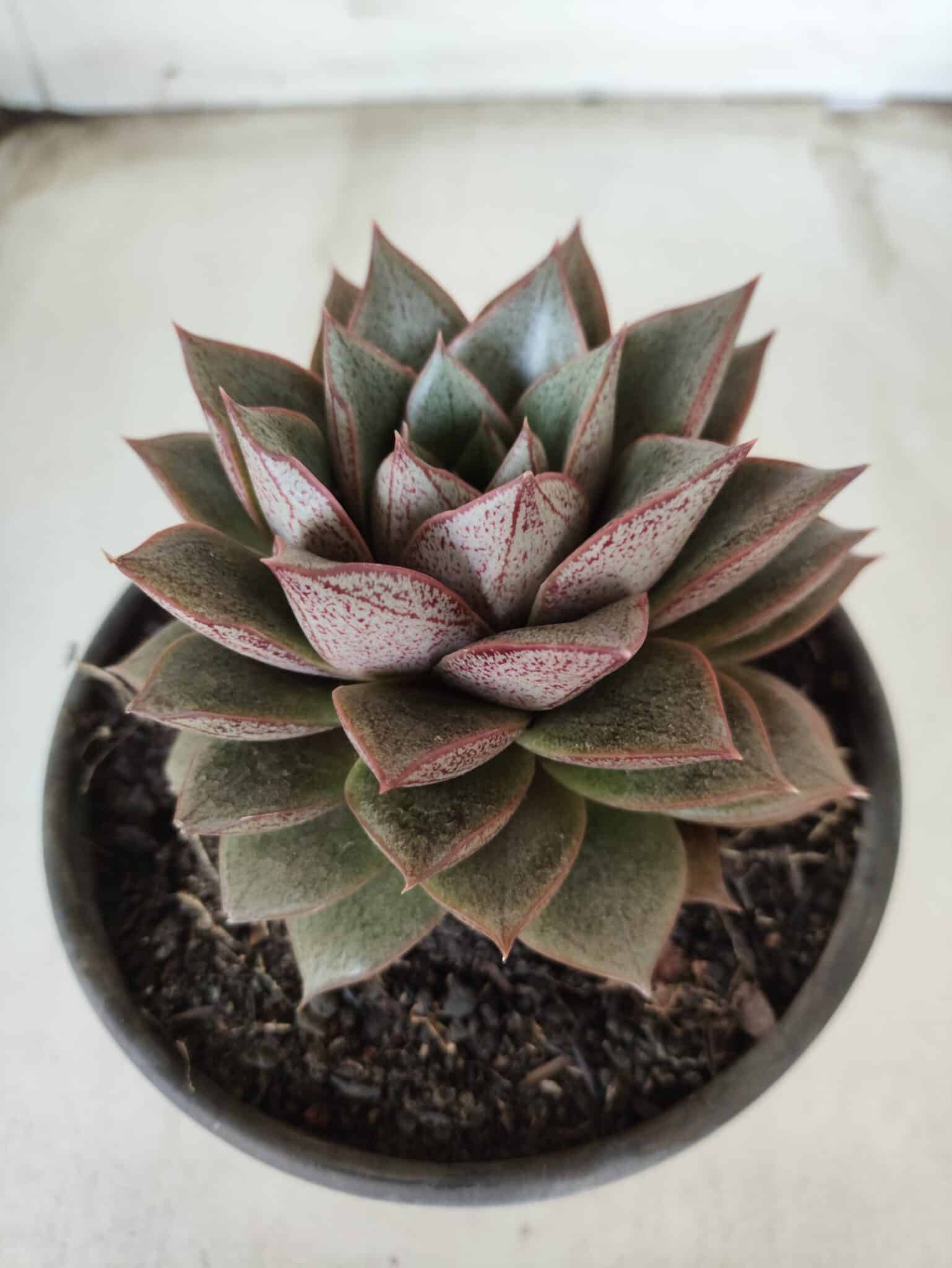 ECHEVERIA "PURPUSORUM"  Nº 26 - vaso 15