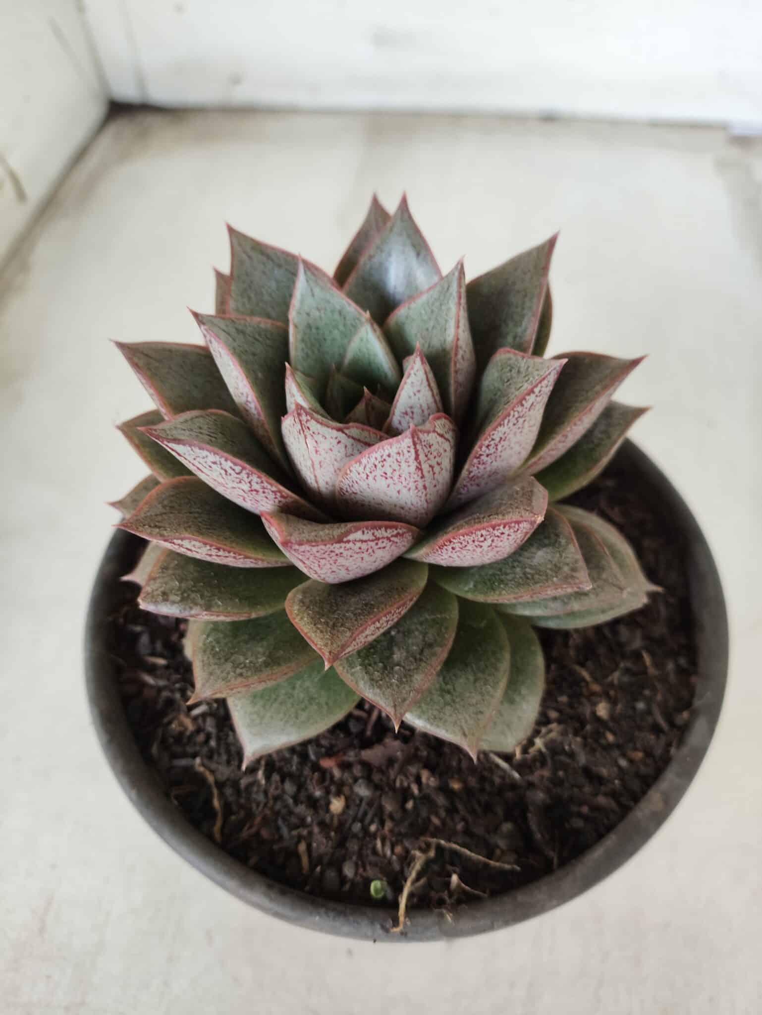 ECHEVERIA "PURPUSORUM"  Nº 26 - vaso 15
