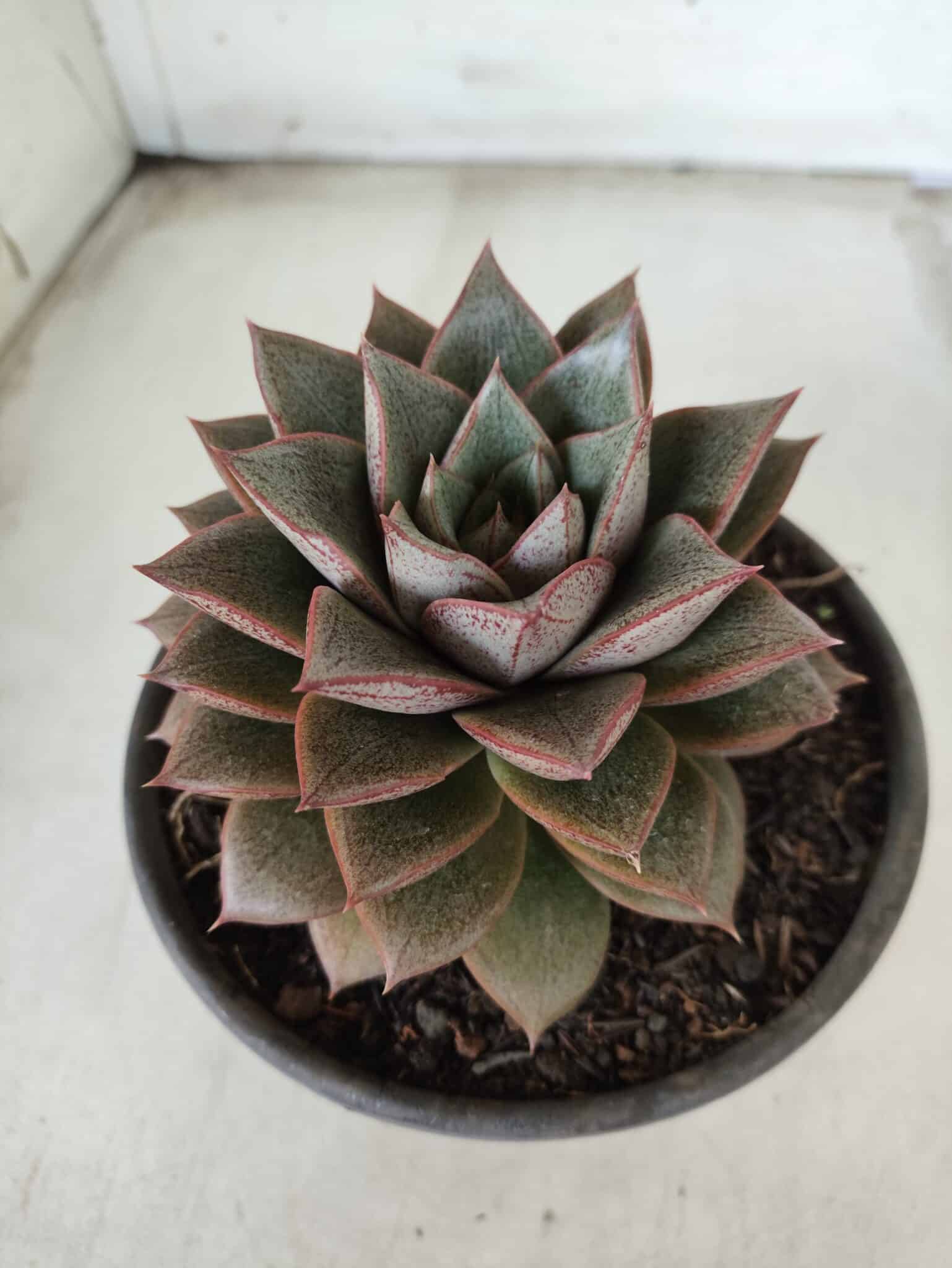 ECHEVERIA "PURPUSORUM"  Nº 26 - vaso 15