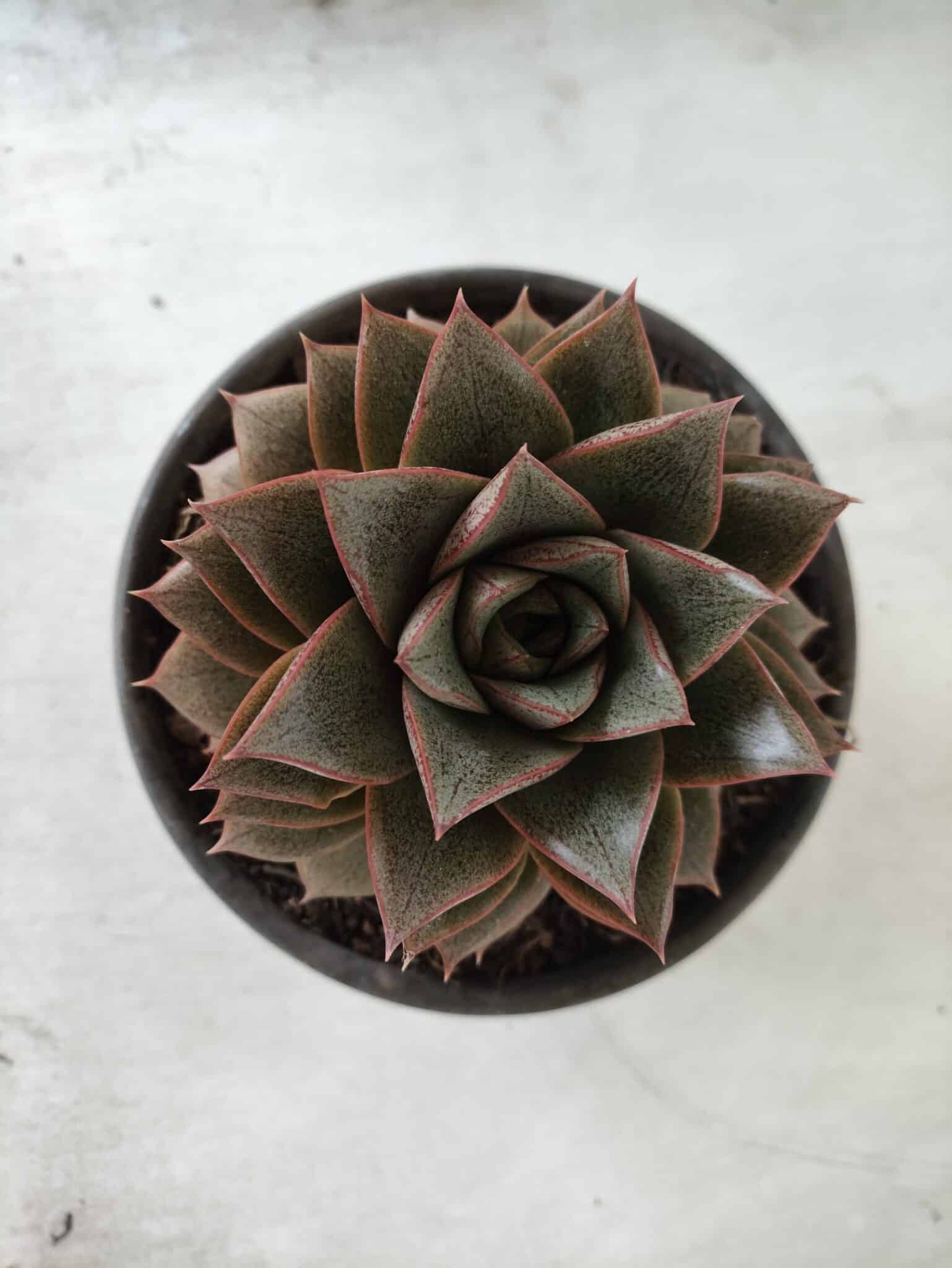 ECHEVERIA "PURPUSORUM"  Nº 26 - vaso 15