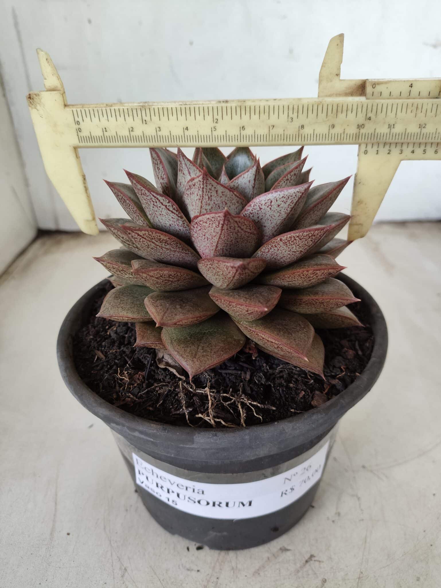 ECHEVERIA "PURPUSORUM"  Nº 26 - vaso 15