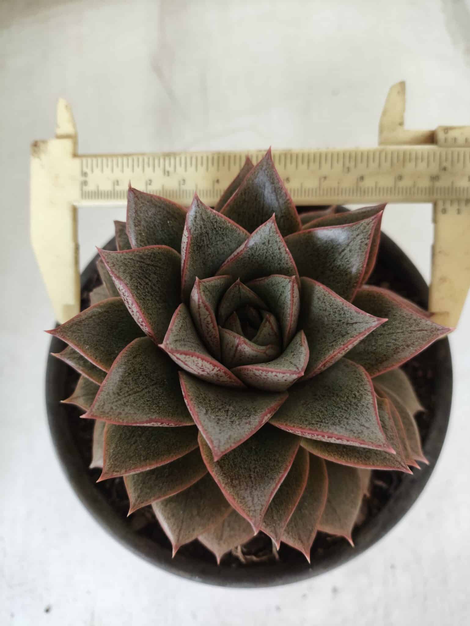 ECHEVERIA "PURPUSORUM"  Nº 26 - vaso 15