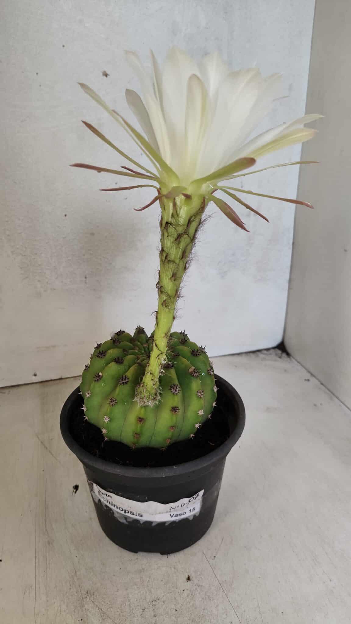 Matriz Cacto Echinopsis  Nº 07 - vaso 15 - foto 2