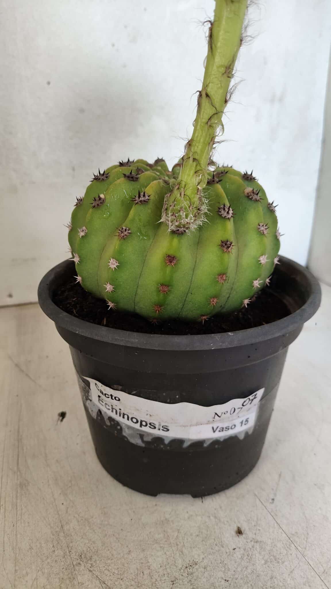 Matriz Cacto Echinopsis  Nº 07 - vaso 15 - foto 7