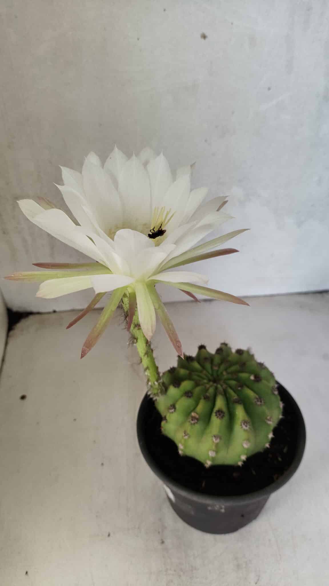 Matriz Cacto Echinopsis  Nº 07 - vaso 15 - foto 4