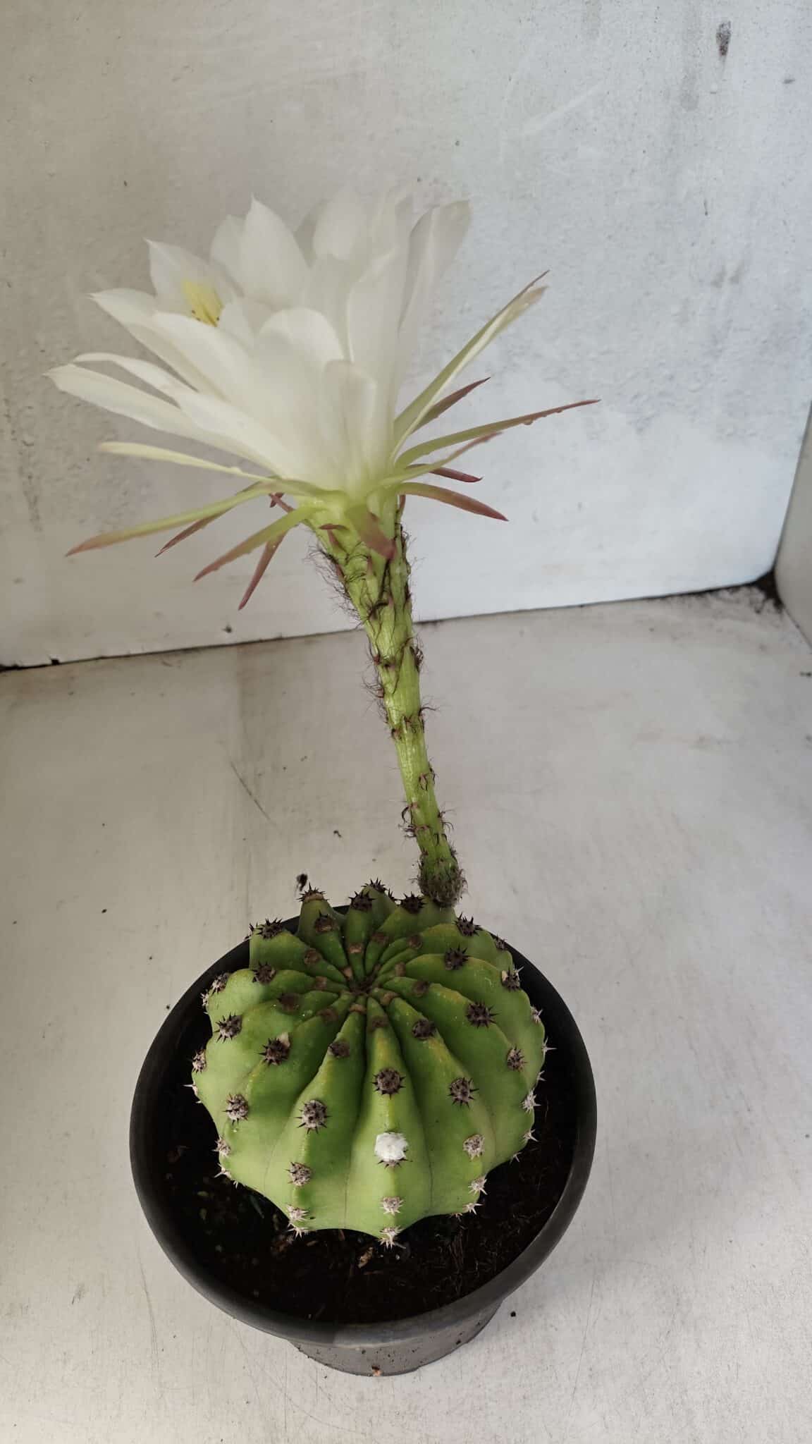 Matriz Cacto Echinopsis  Nº 07 - vaso 15 - foto 10