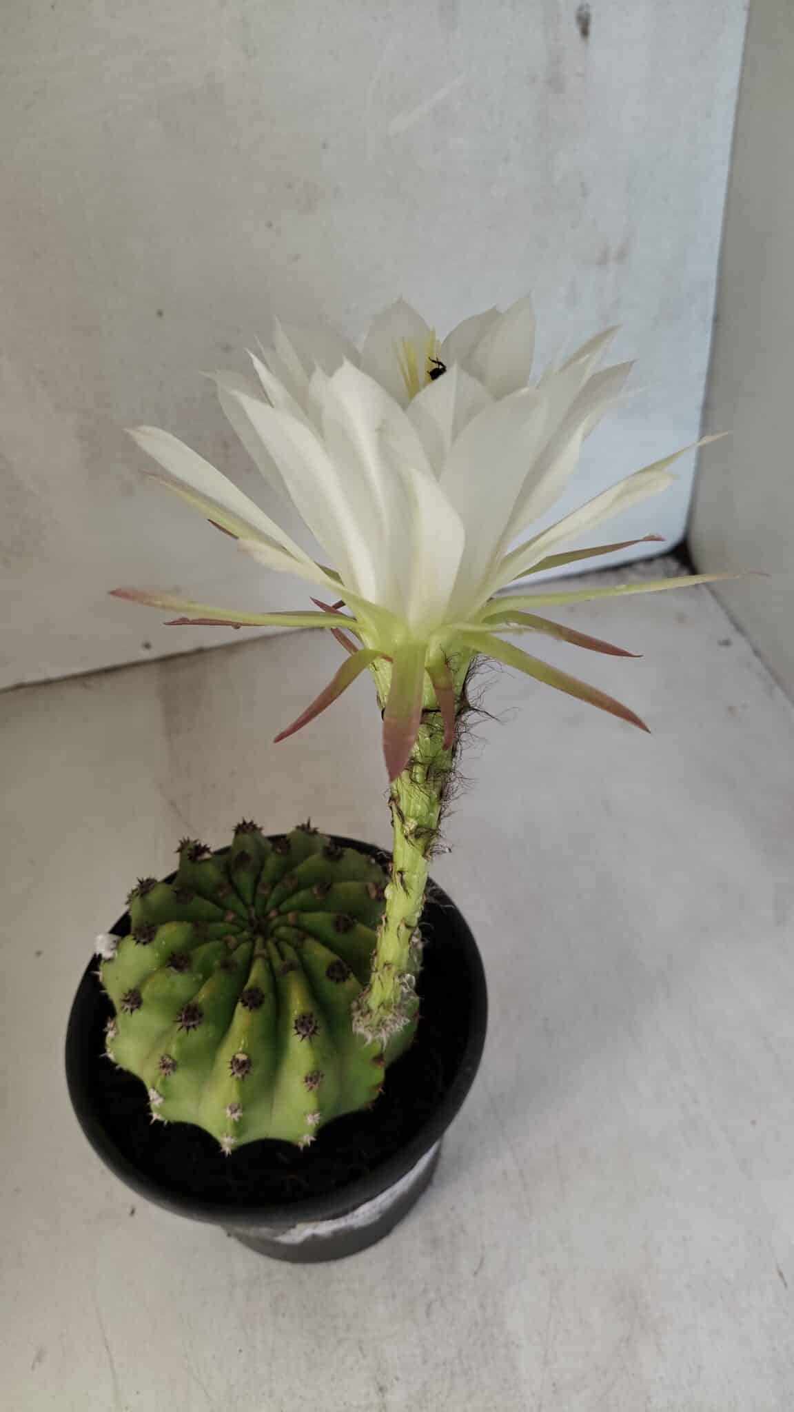 Matriz Cacto Echinopsis  Nº 07 - vaso 15 - foto 9