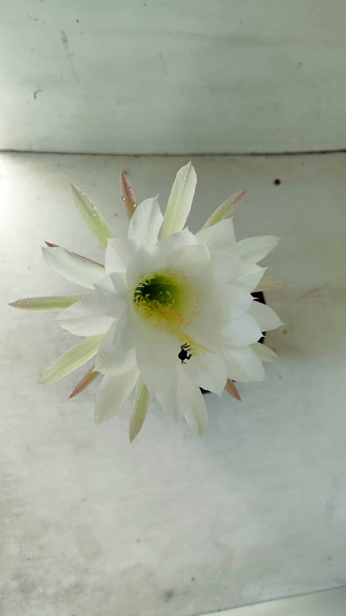 Matriz Cacto Echinopsis  Nº 07 - vaso 15 - foto 8
