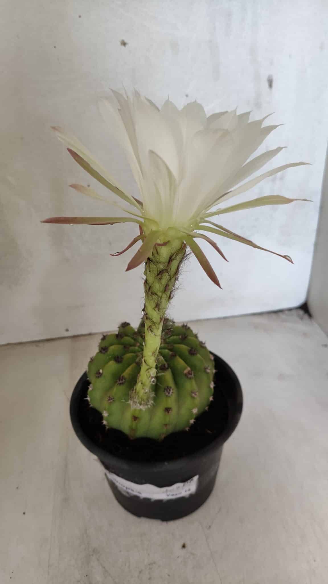 Matriz Cacto Echinopsis  Nº 07 - vaso 15 - foto 6