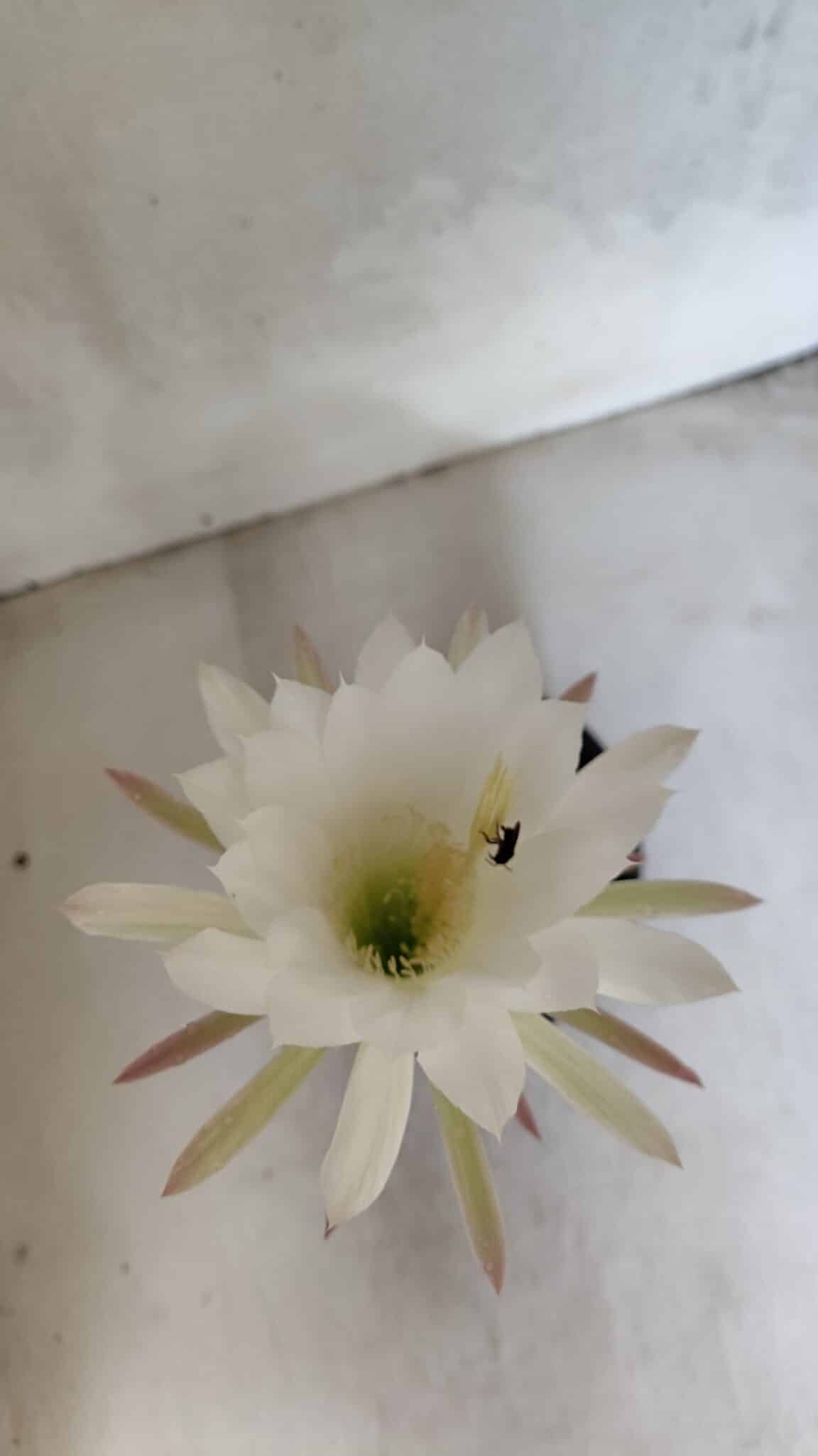 Matriz Cacto Echinopsis  Nº 07 - vaso 15 - foto 3