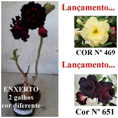 ENXERTO 10566 – 25cm (cor LM 469 e LM 651)