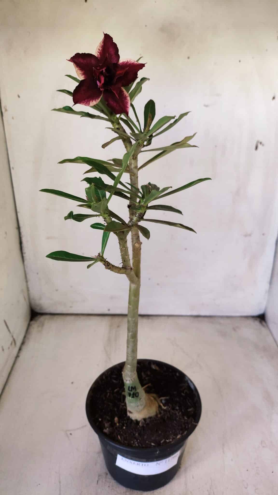 ENXERTO 11766 – 25cm (cor LM 710)