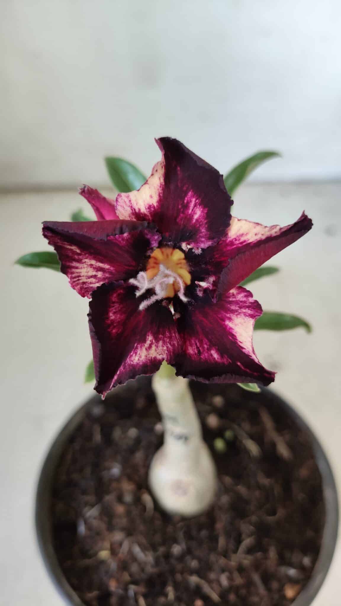 ENXERTO 11811 – 20cm (cor LM 989) - Id: Estrela Purpura