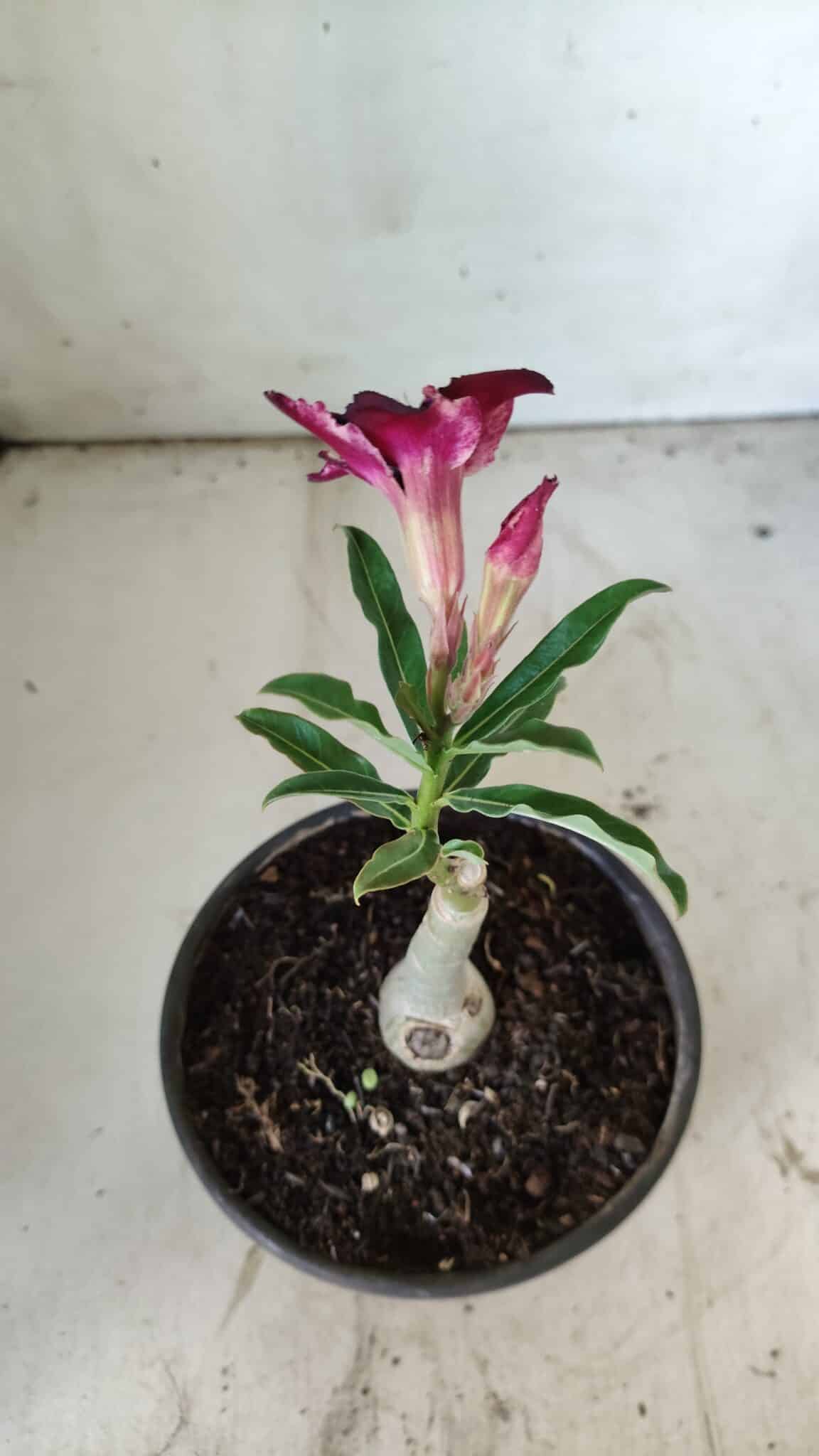 ENXERTO 11811 – 20cm (cor LM 989) - Id: Estrela Purpura