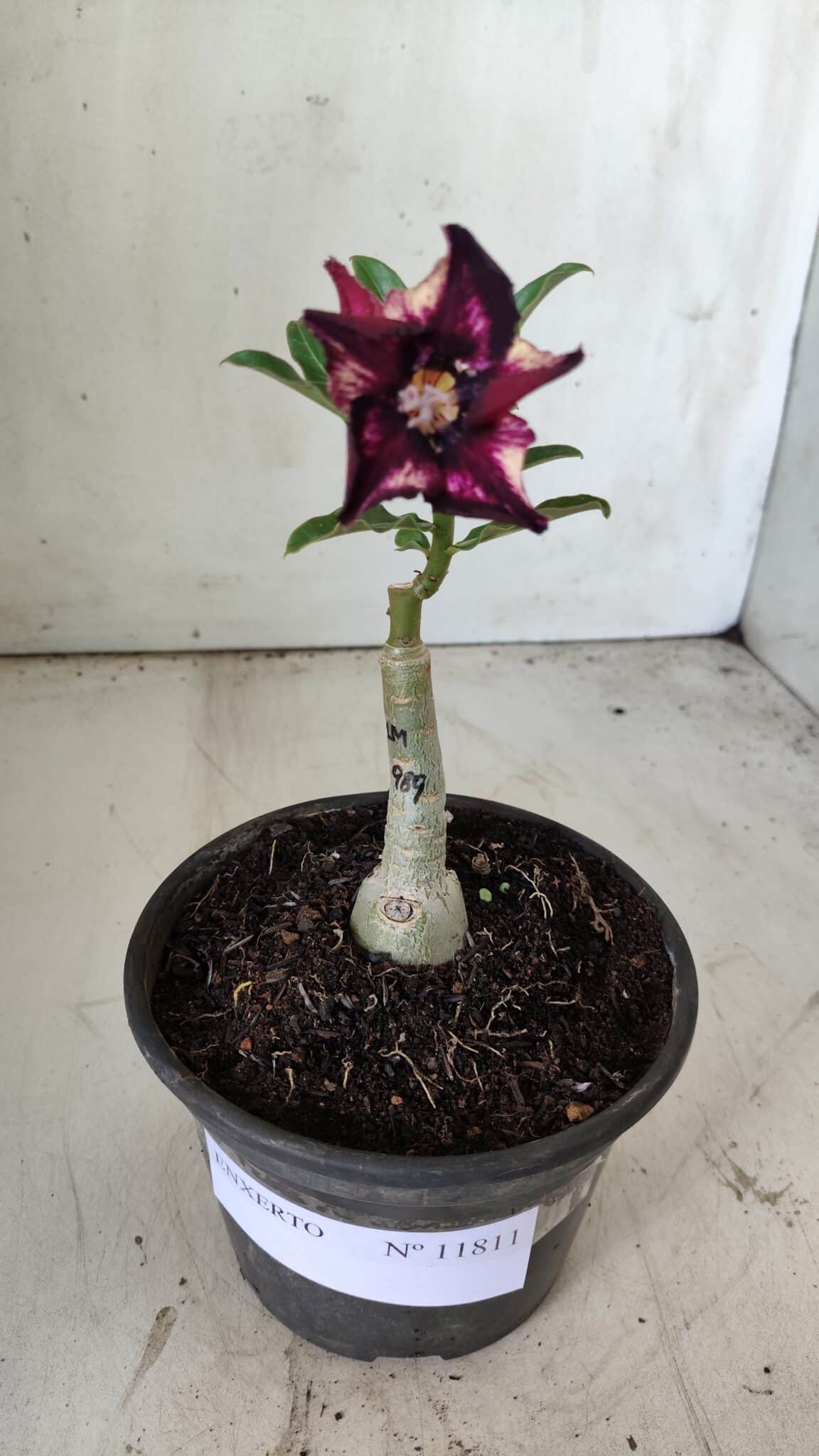 ENXERTO 11811 – 20cm (cor LM 989) - Id: Estrela Purpura