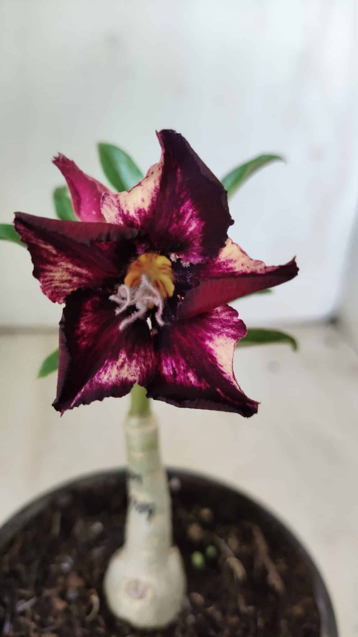 ENXERTO 11811 – 20cm (cor LM 989) - Id: Estrela Purpura