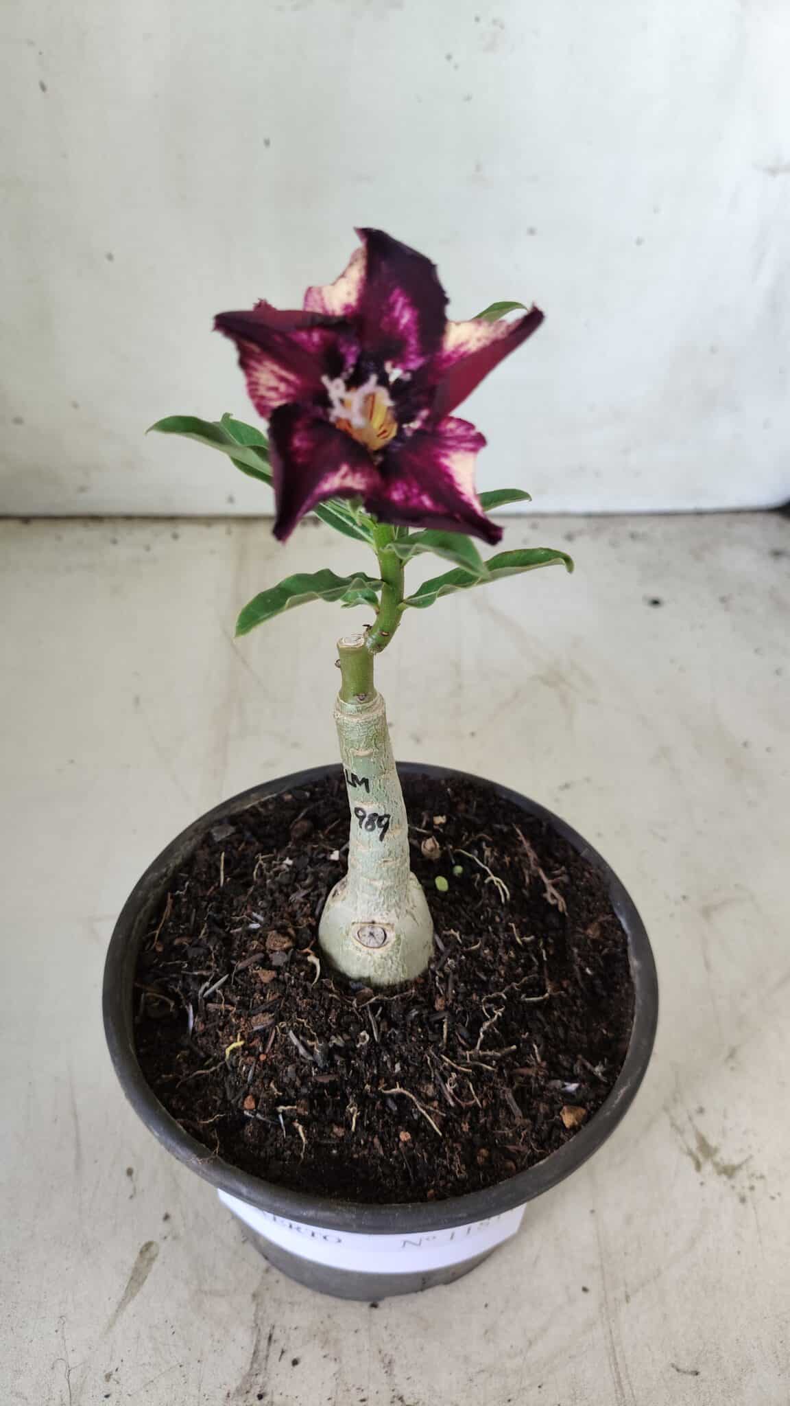 ENXERTO 11811 – 20cm (cor LM 989) - Id: Estrela Purpura