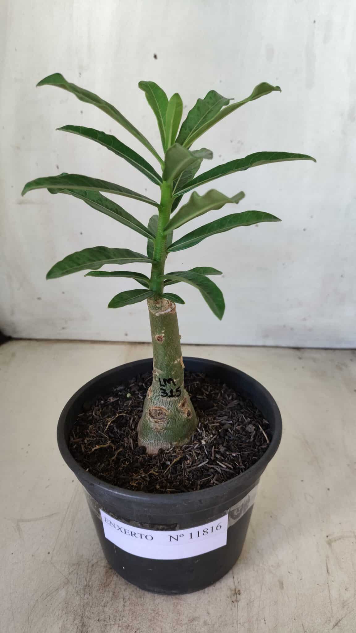 ENXERTO 11816 (2) – 20cm (cor LM 315)