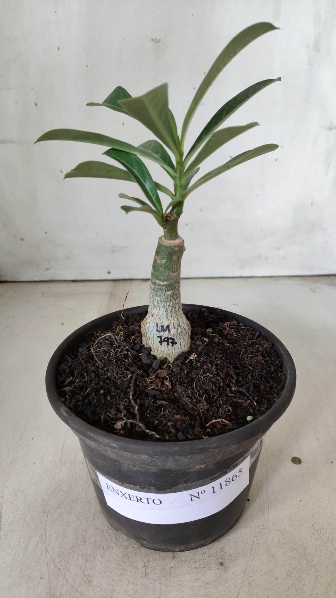 ENXERTO 11865 – 20cm (cor LM 797) ID: Ferrari