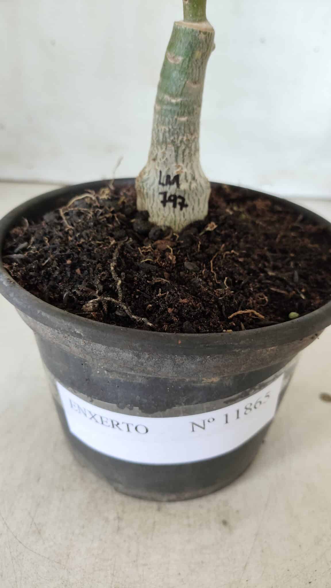 ENXERTO 11865 – 20cm (cor LM 797) ID: Ferrari