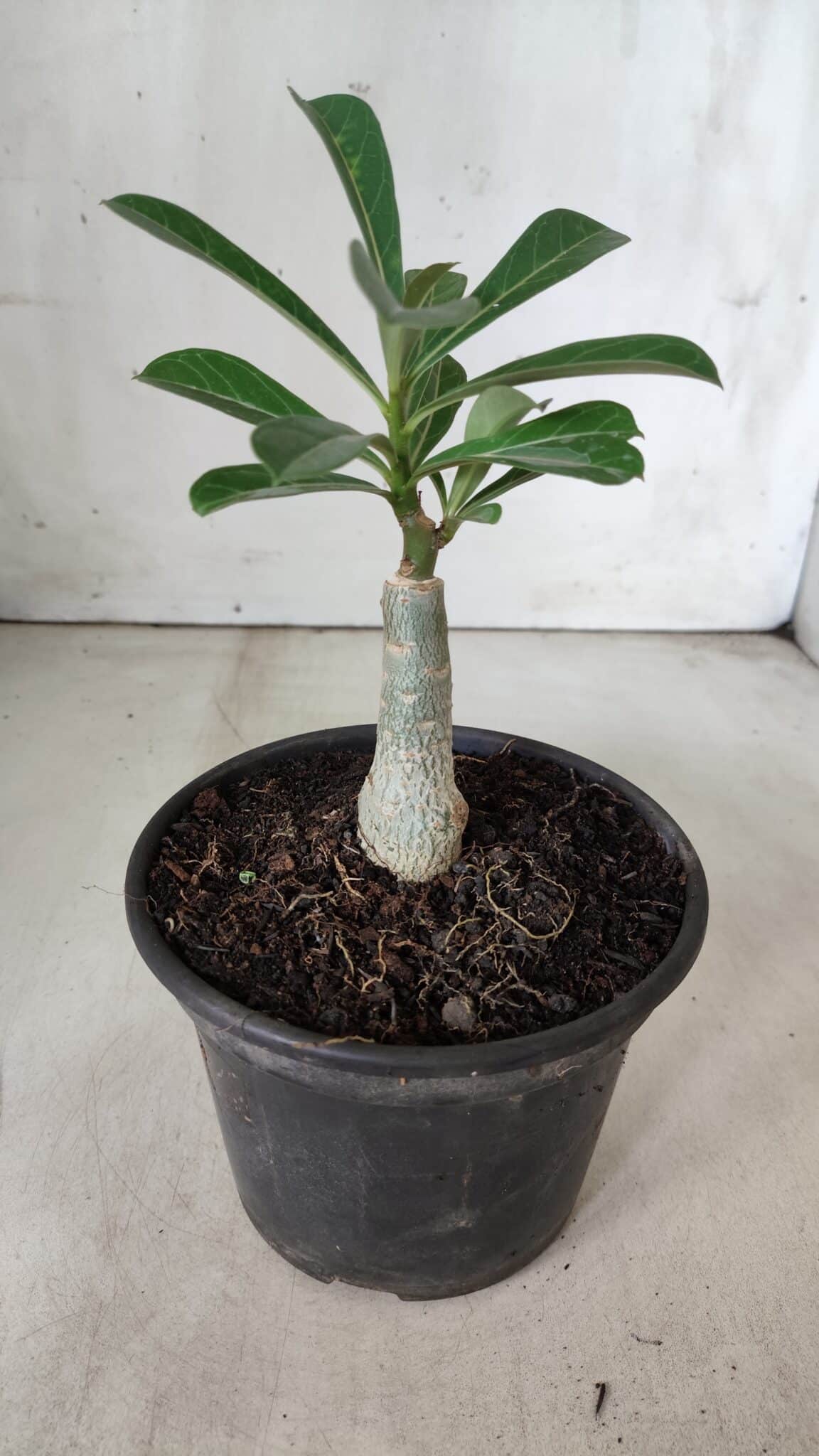 ENXERTO 11865 – 20cm (cor LM 797) ID: Ferrari
