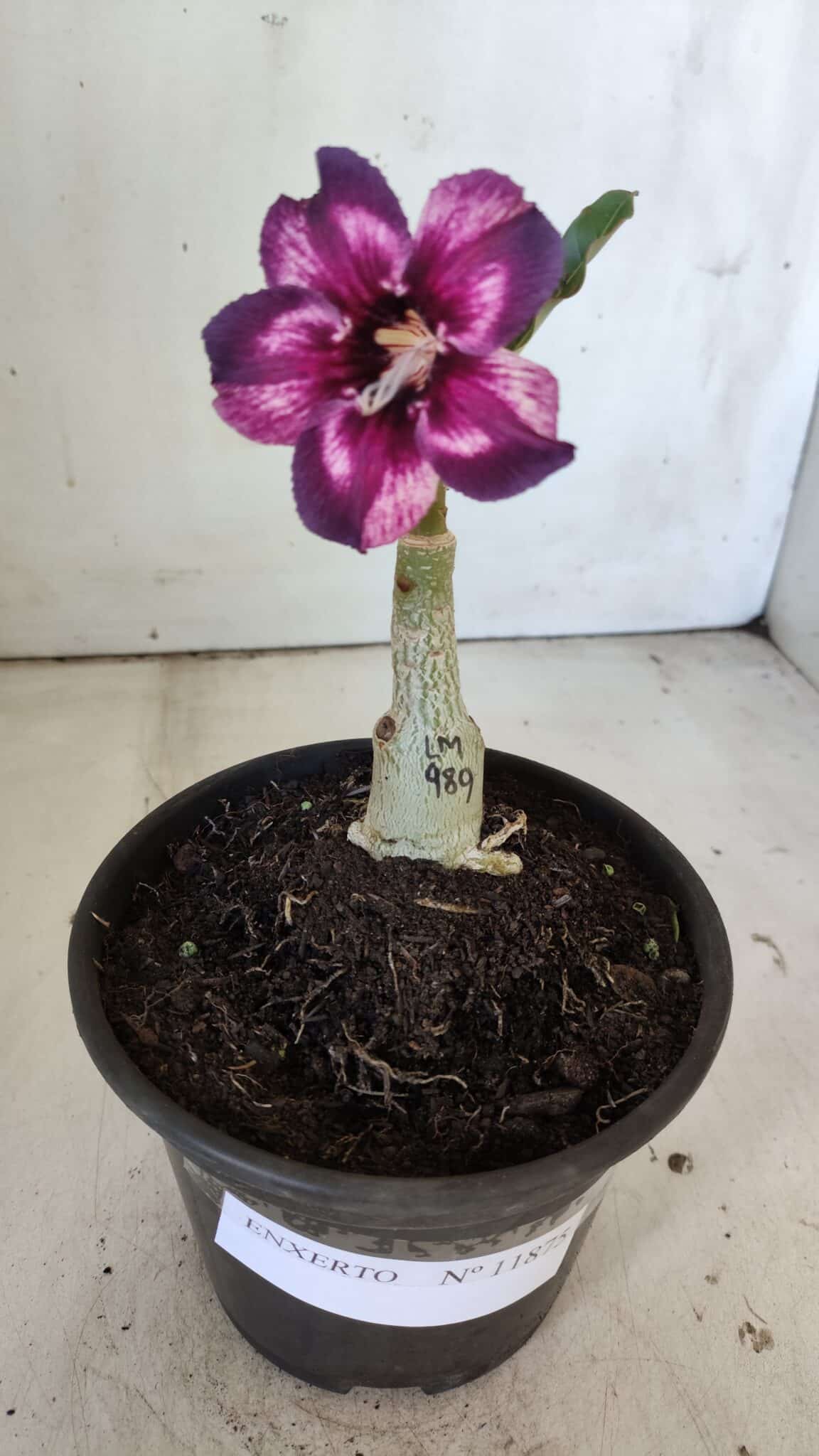 ENXERTO 11875 – 20cm (cor LM 989) Id: Estrela Purpura