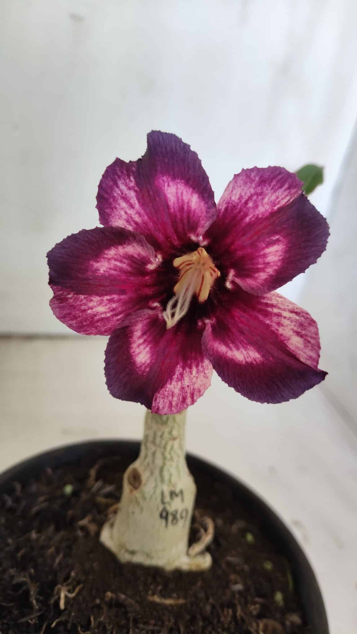 ENXERTO 11875 – 20cm (cor LM 989) Id: Estrela Purpura