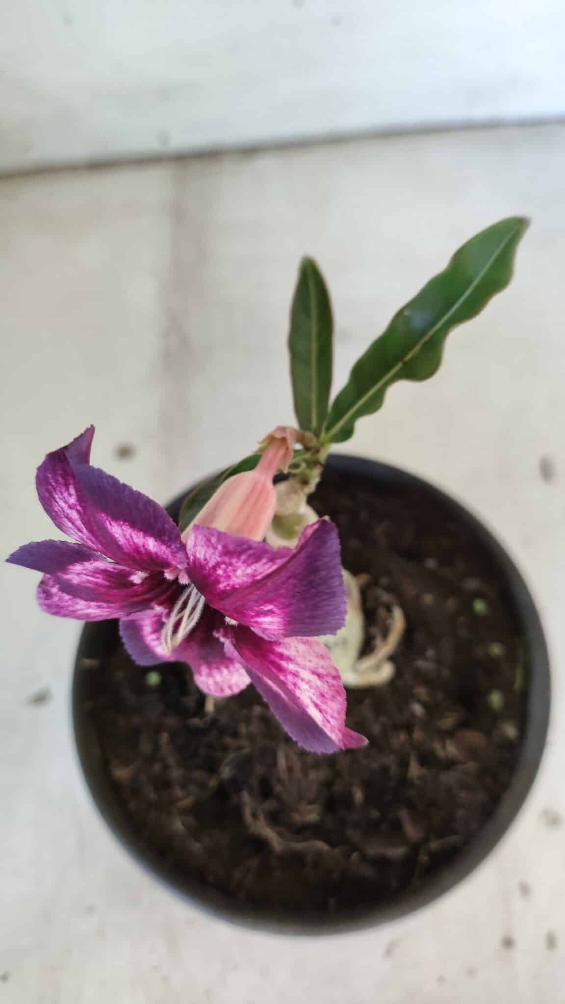ENXERTO 11875 – 20cm (cor LM 989) Id: Estrela Purpura
