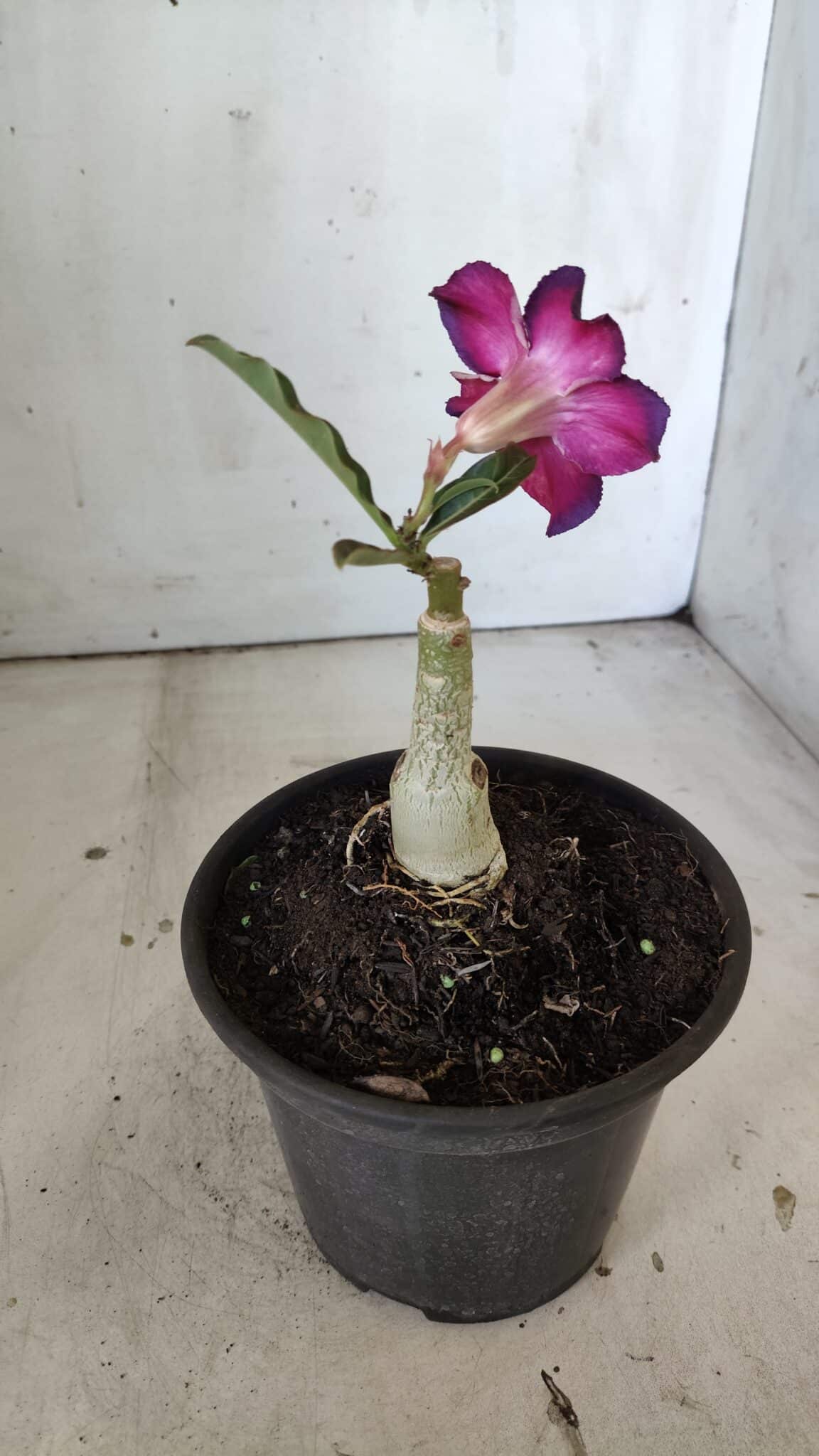 ENXERTO 11875 – 20cm (cor LM 989) Id: Estrela Purpura