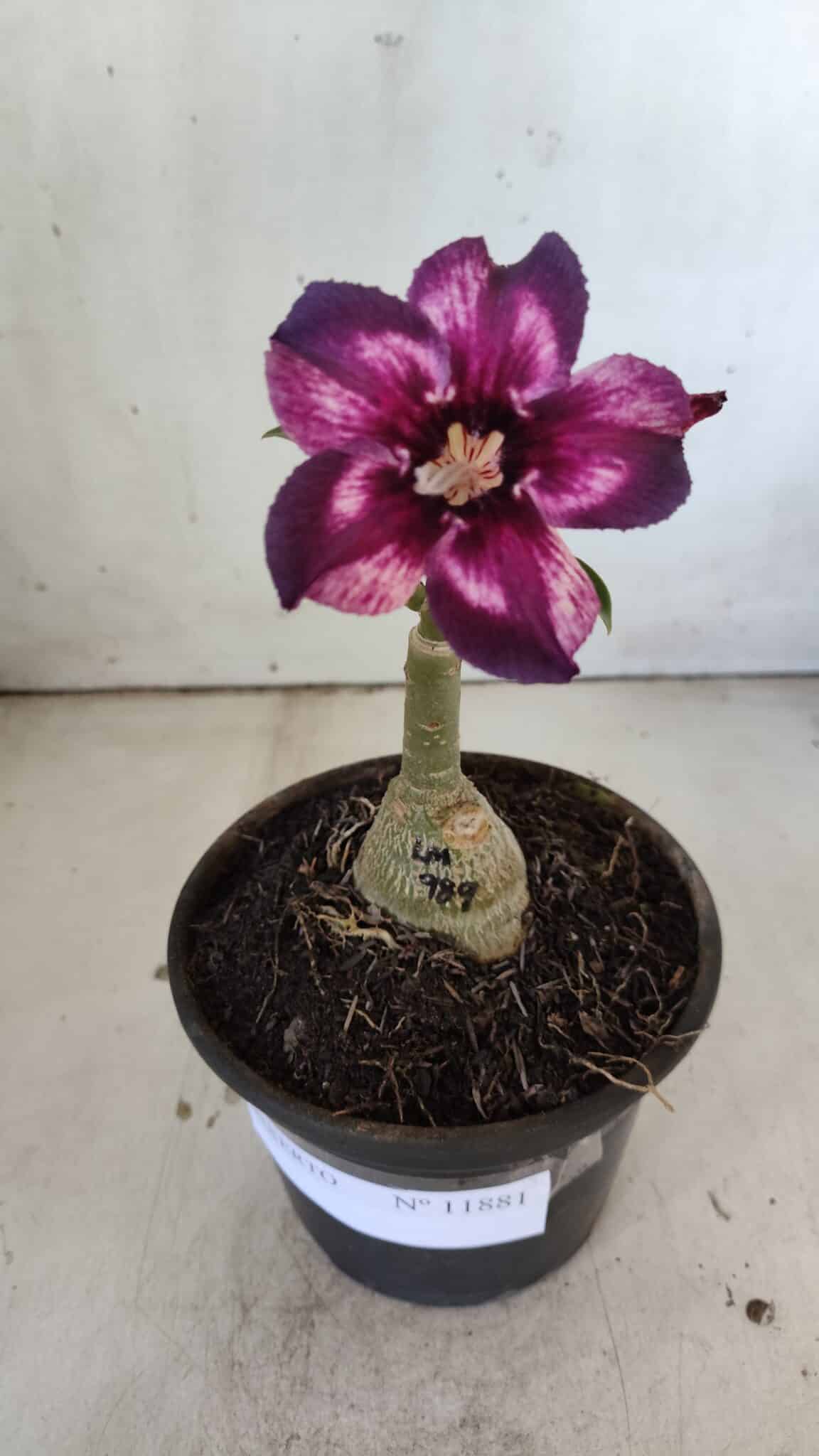 ENXERTO 11881 – 20cm (cor LM 989) Id: Estrela Purpura