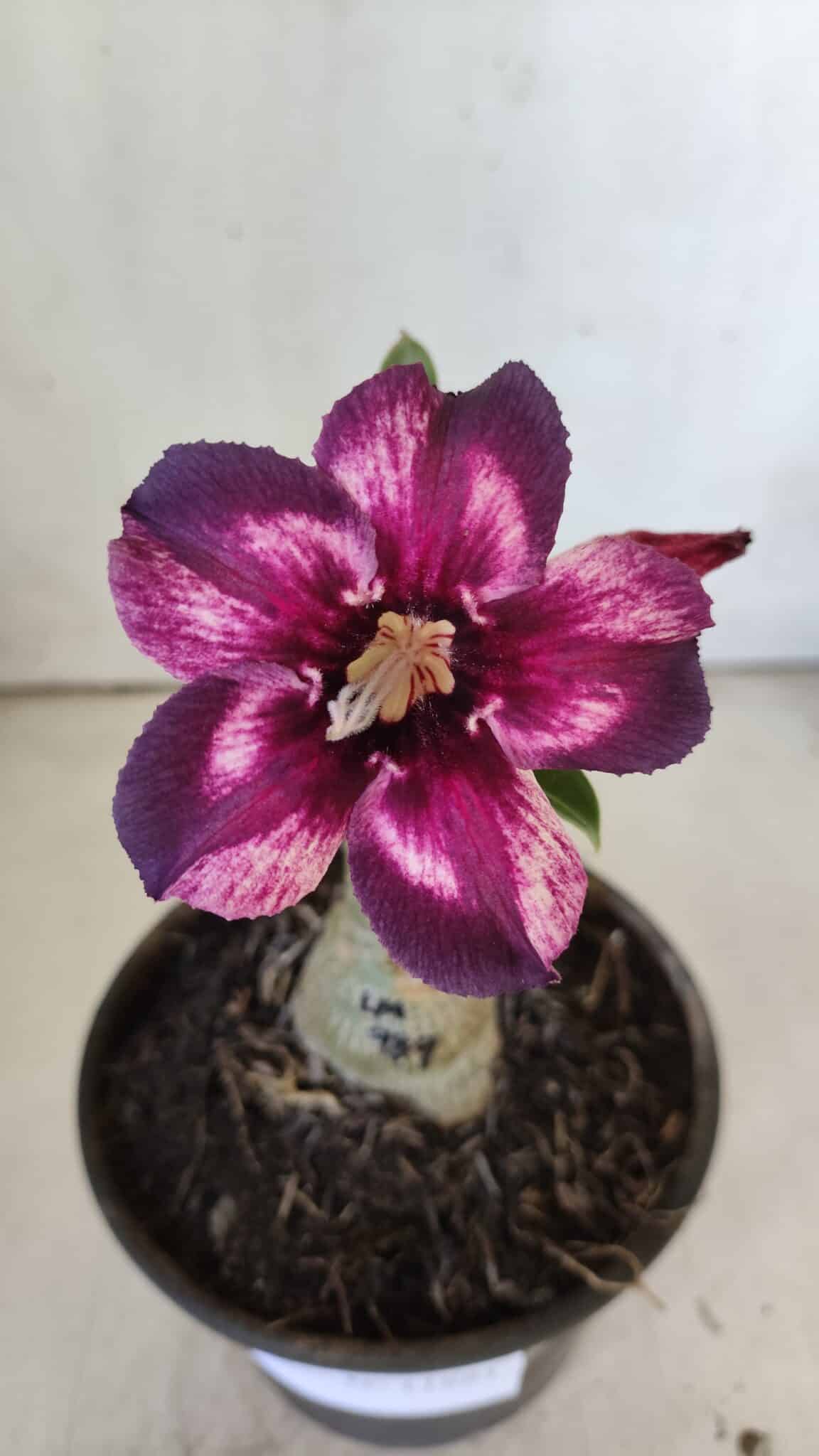 ENXERTO 11881 – 20cm (cor LM 989) Id: Estrela Purpura