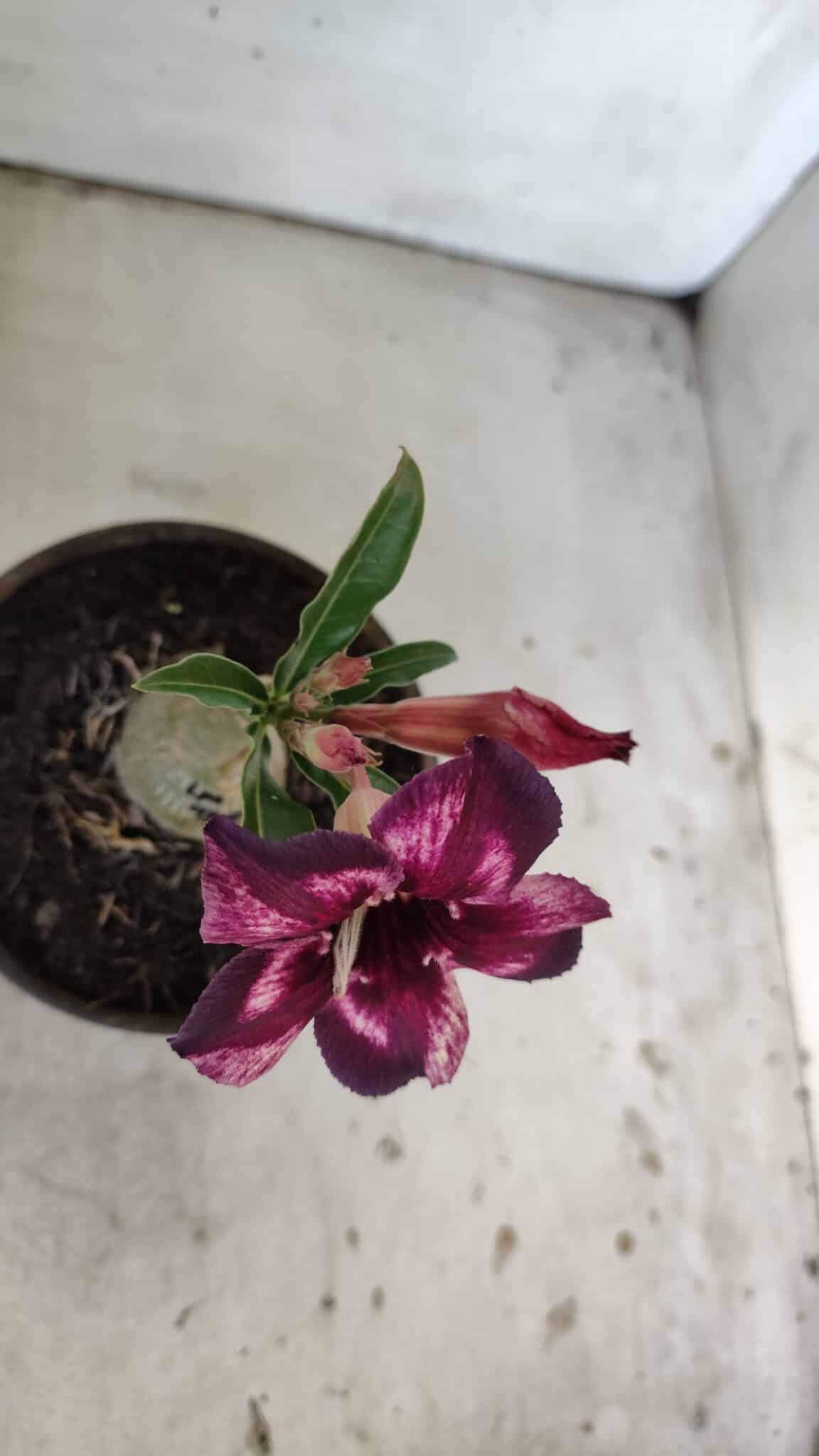 ENXERTO 11881 – 20cm (cor LM 989) Id: Estrela Purpura