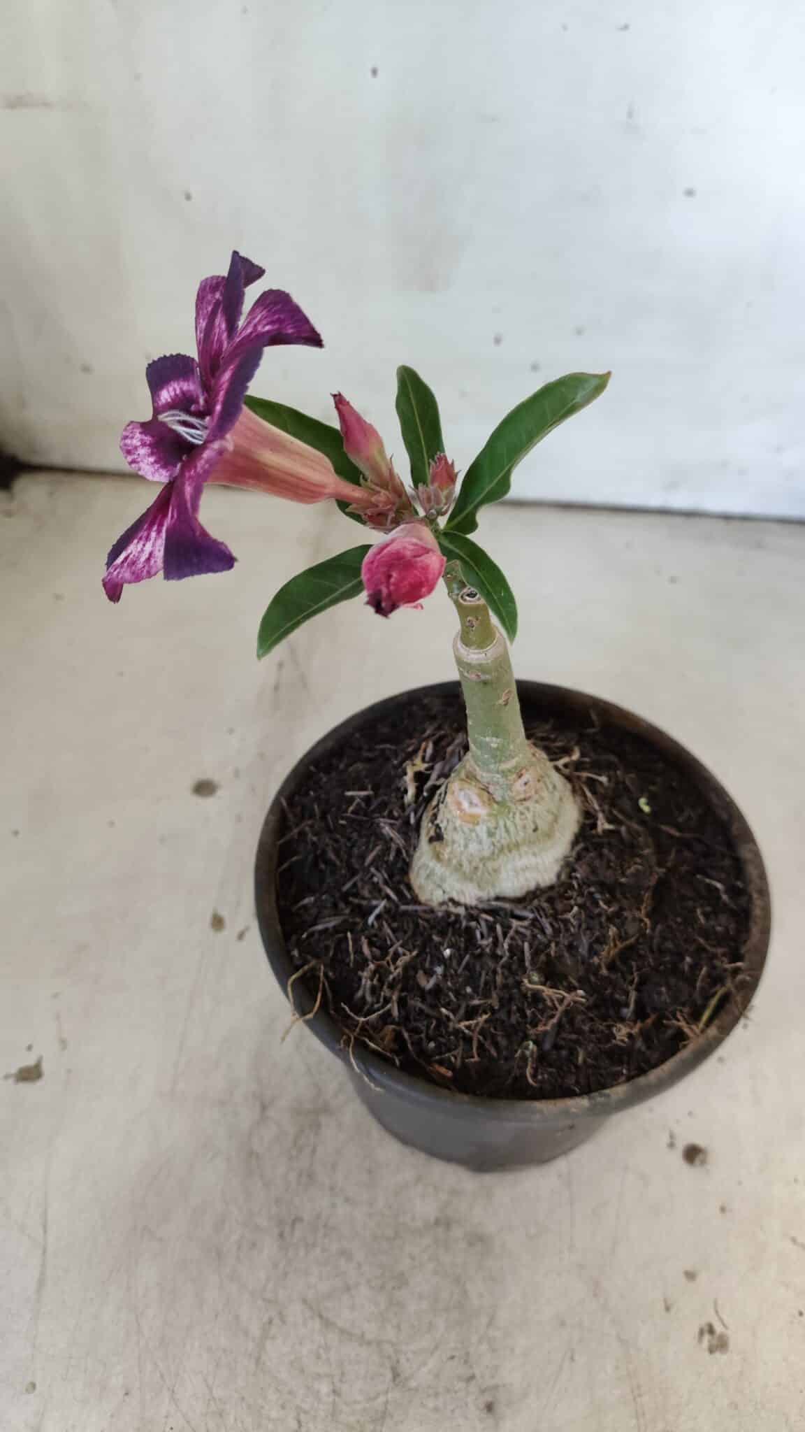 ENXERTO 11881 – 20cm (cor LM 989) Id: Estrela Purpura