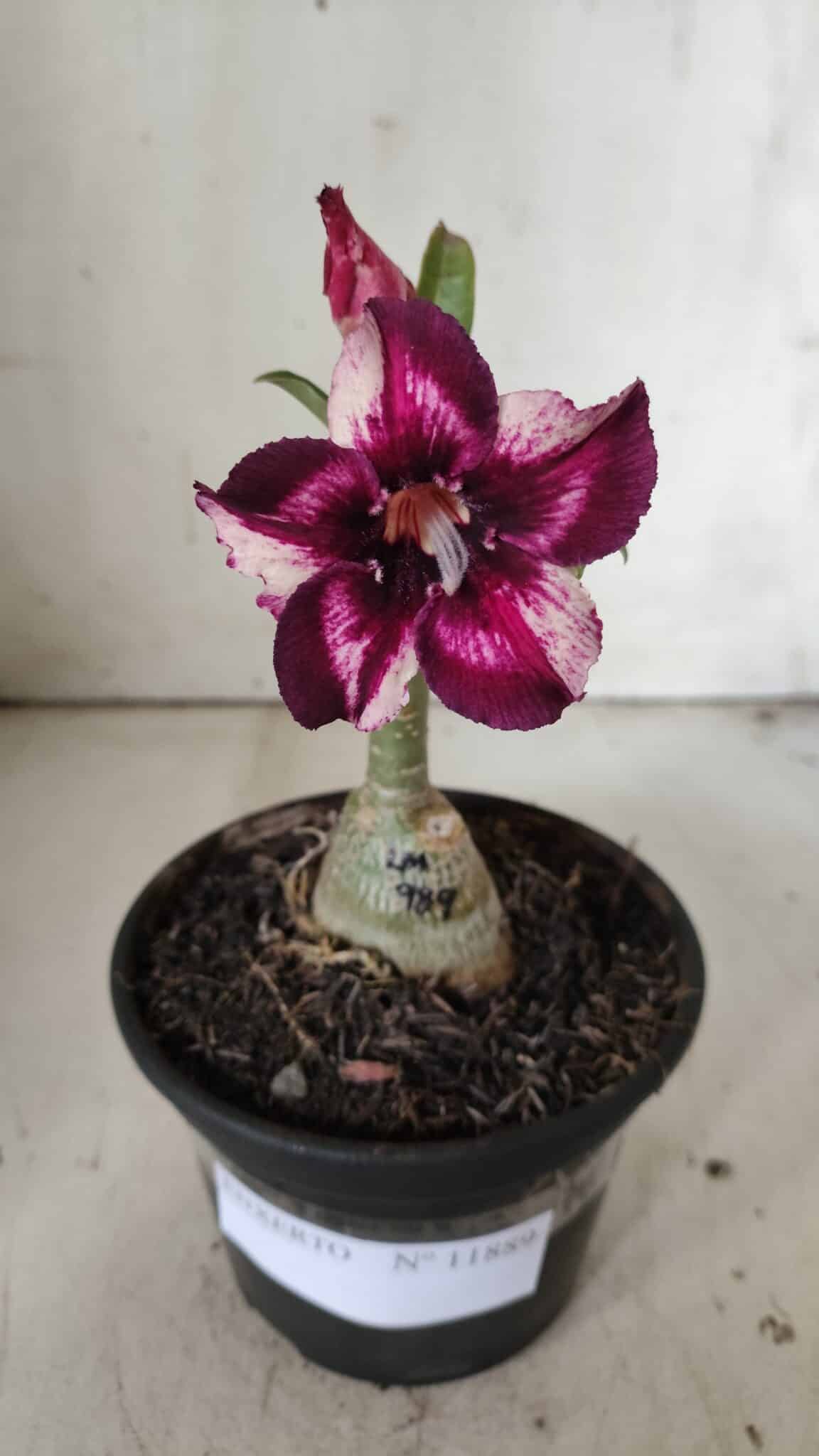 ENXERTO 11889 – 20cm (cor LM 989)- Id: Estrela Purpura