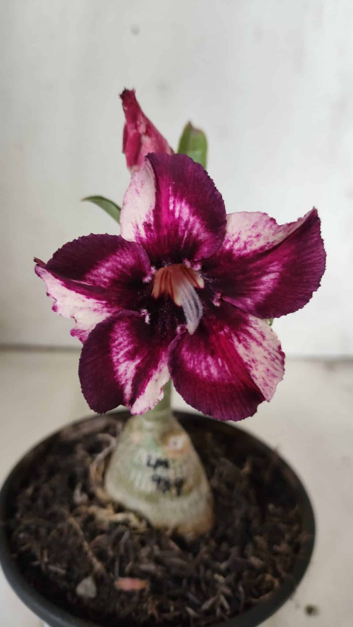 ENXERTO 11889 – 20cm (cor LM 989)- Id: Estrela Purpura