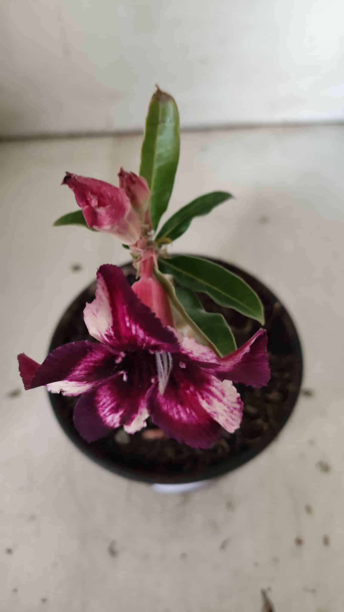 ENXERTO 11889 – 20cm (cor LM 989)- Id: Estrela Purpura