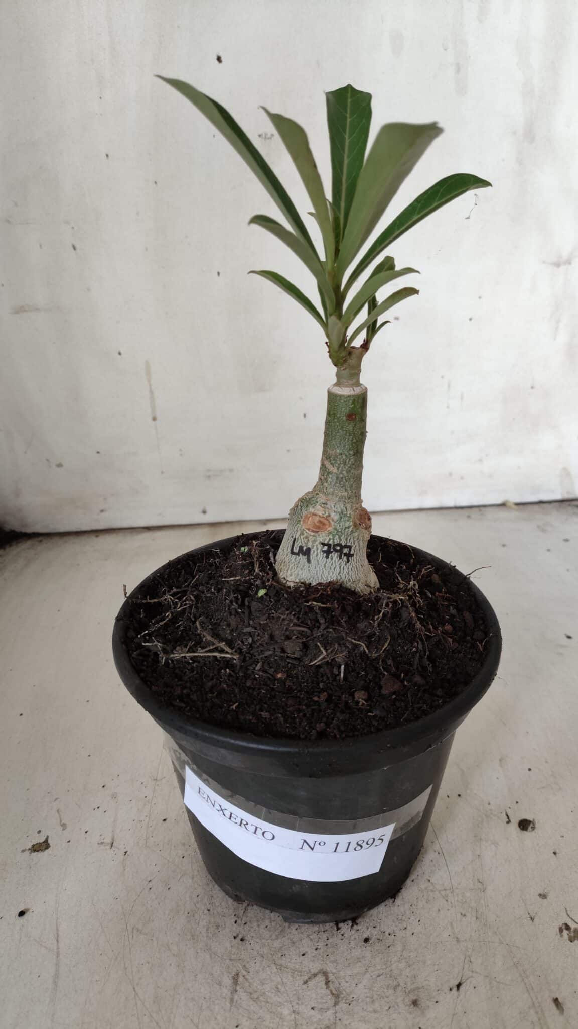 ENXERTO 11895 – 20cm (cor LM 797) Id: FERRARI
