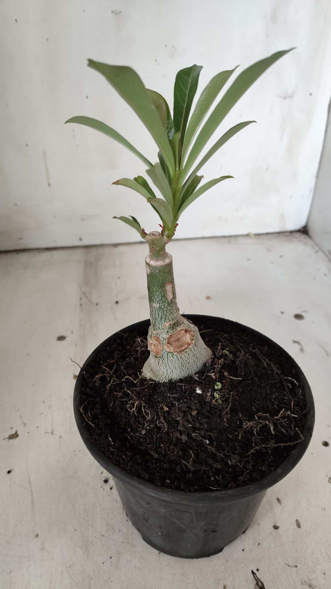 ENXERTO 11895 – 20cm (cor LM 797) Id: FERRARI