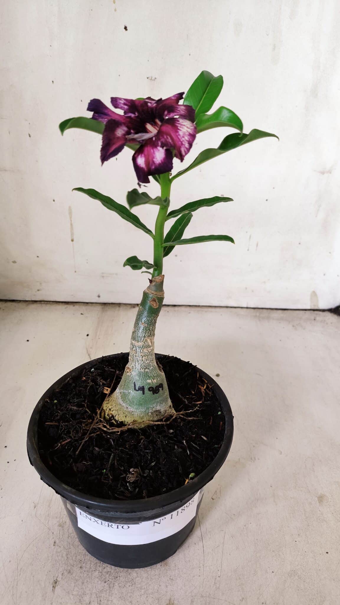 ENXERTO 11898 – 20cm (cor LM 989) Id: Estrela Purpura