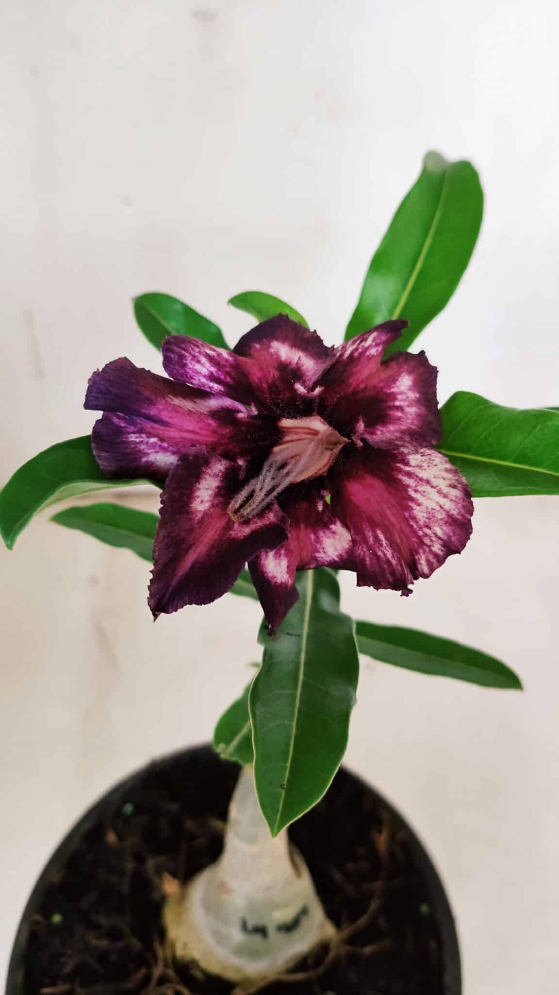 ENXERTO 11898 – 20cm (cor LM 989) Id: Estrela Purpura