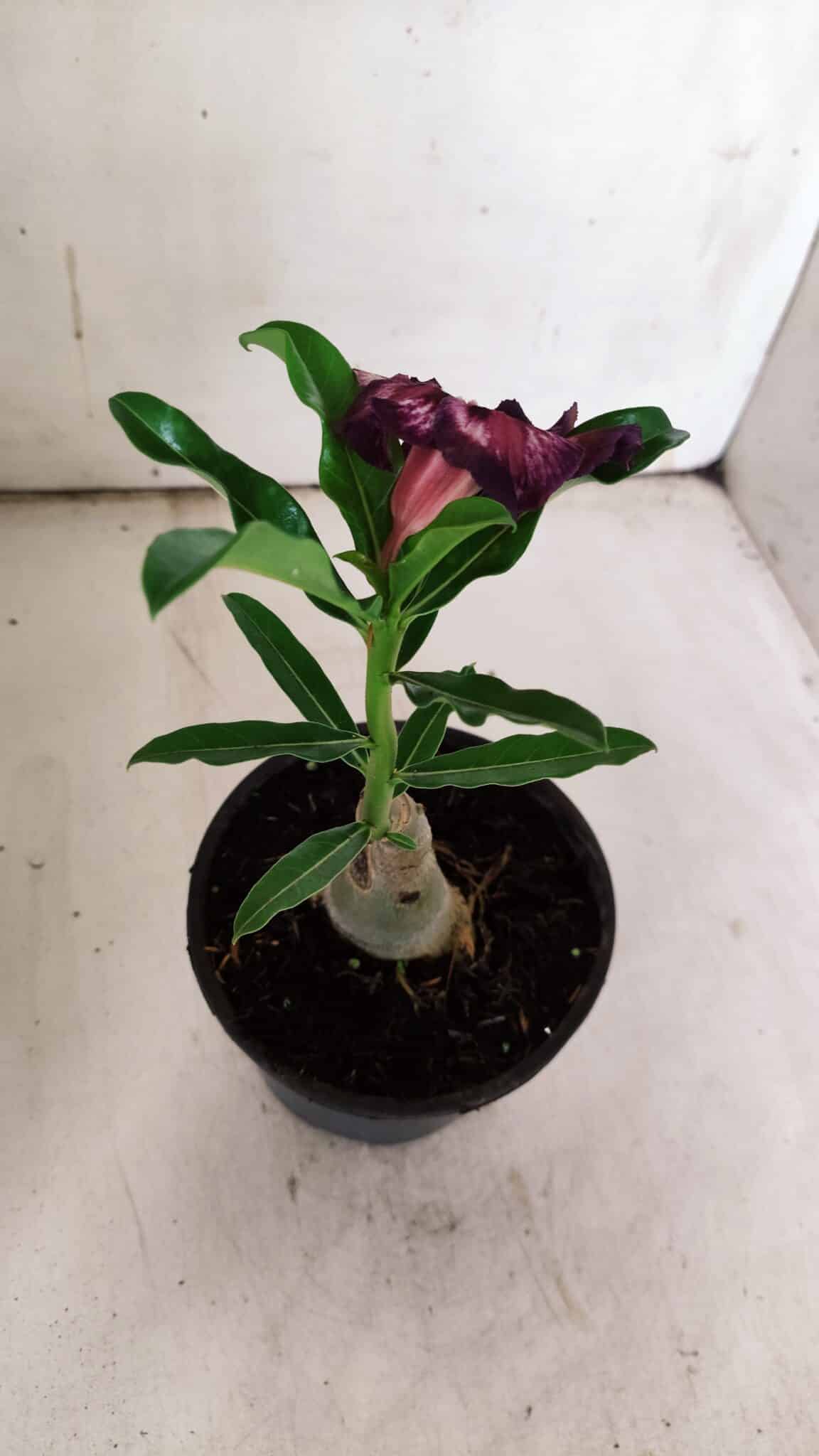 ENXERTO 11898 – 20cm (cor LM 989) Id: Estrela Purpura