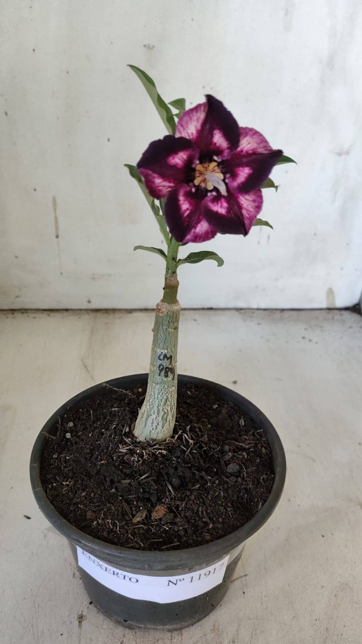 ENXERTO 11917 – 20cm (cor LM 989) Id: Estrela Purpura